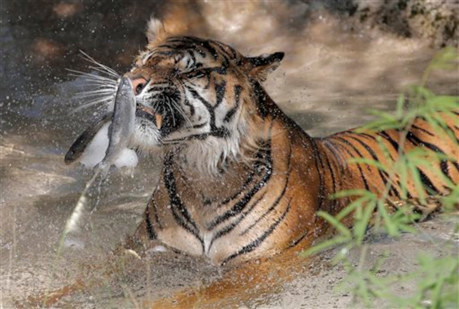 Beating the heat at the zoo