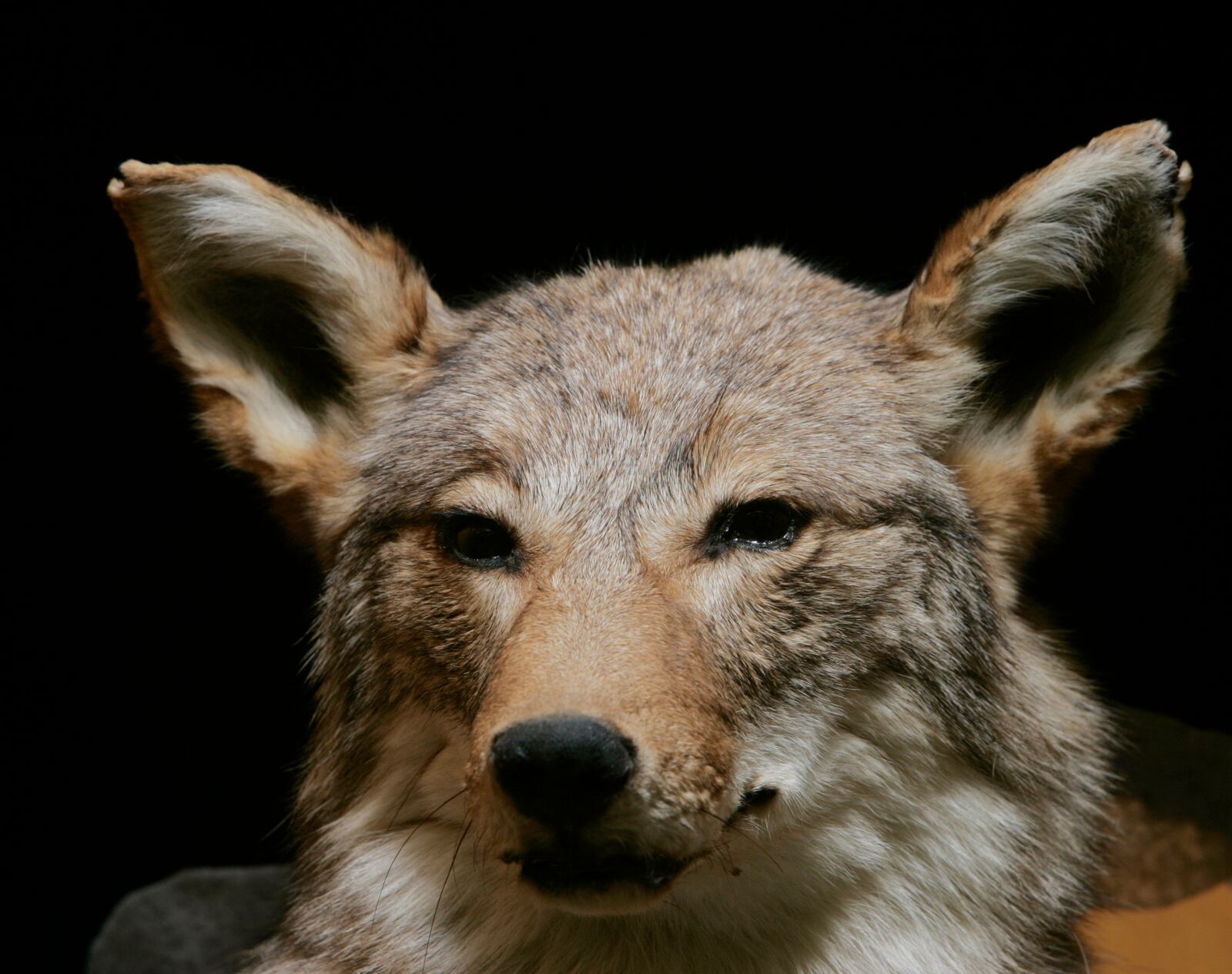 This coyote at the Brukner nature Center looks like the Coyotes wondering around Southwestern Ohio. Jim Noelker/STAFF