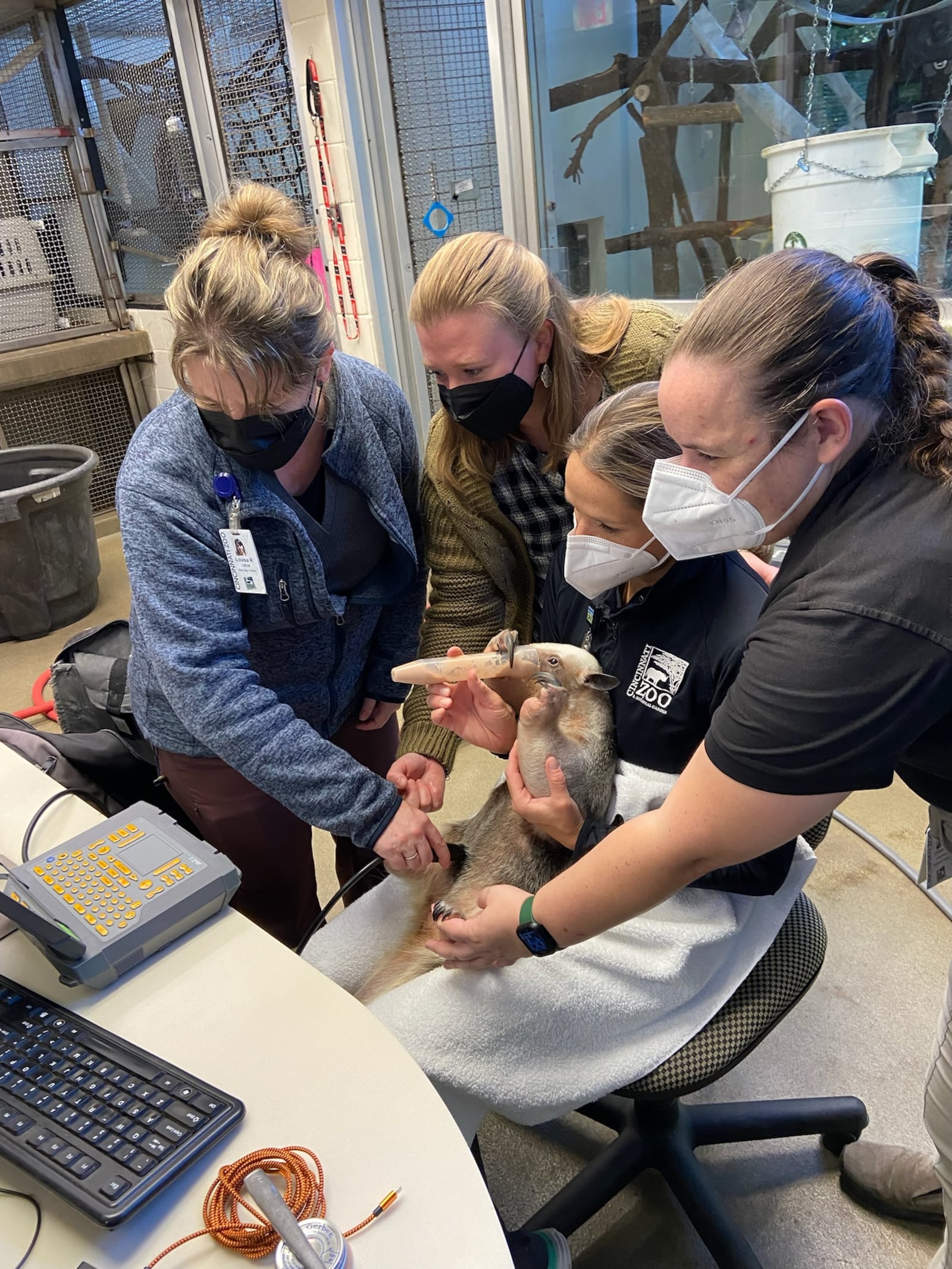 Cincinnati Zoo staff perform on an ultrasound on Isla, a tamandua. The 9-year-old gave birth to a pup on Jan. 5, 2023. Photo courtesy Cincinnati Zoo & Botanical Garden.