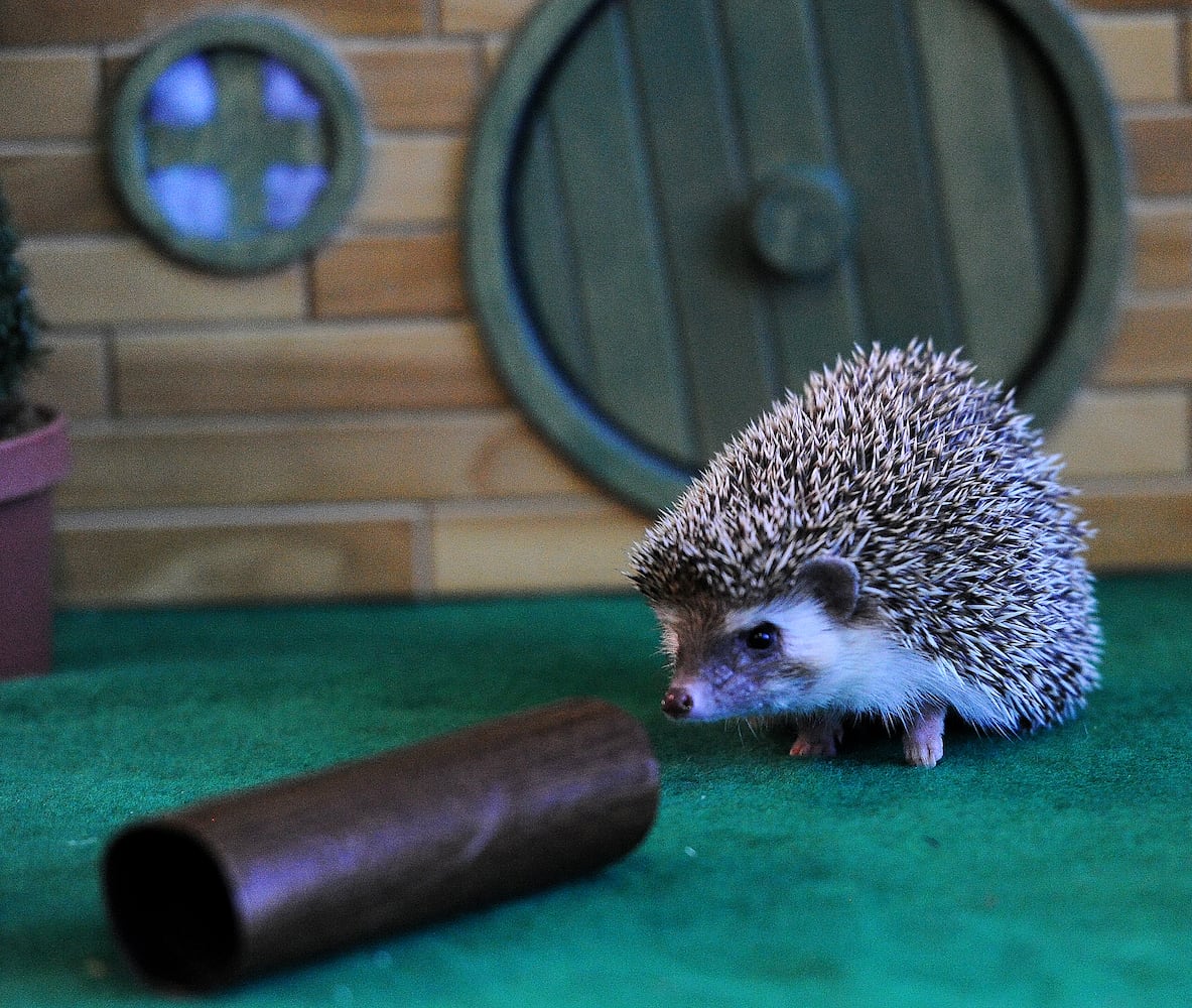 HEDGEHOG DAY