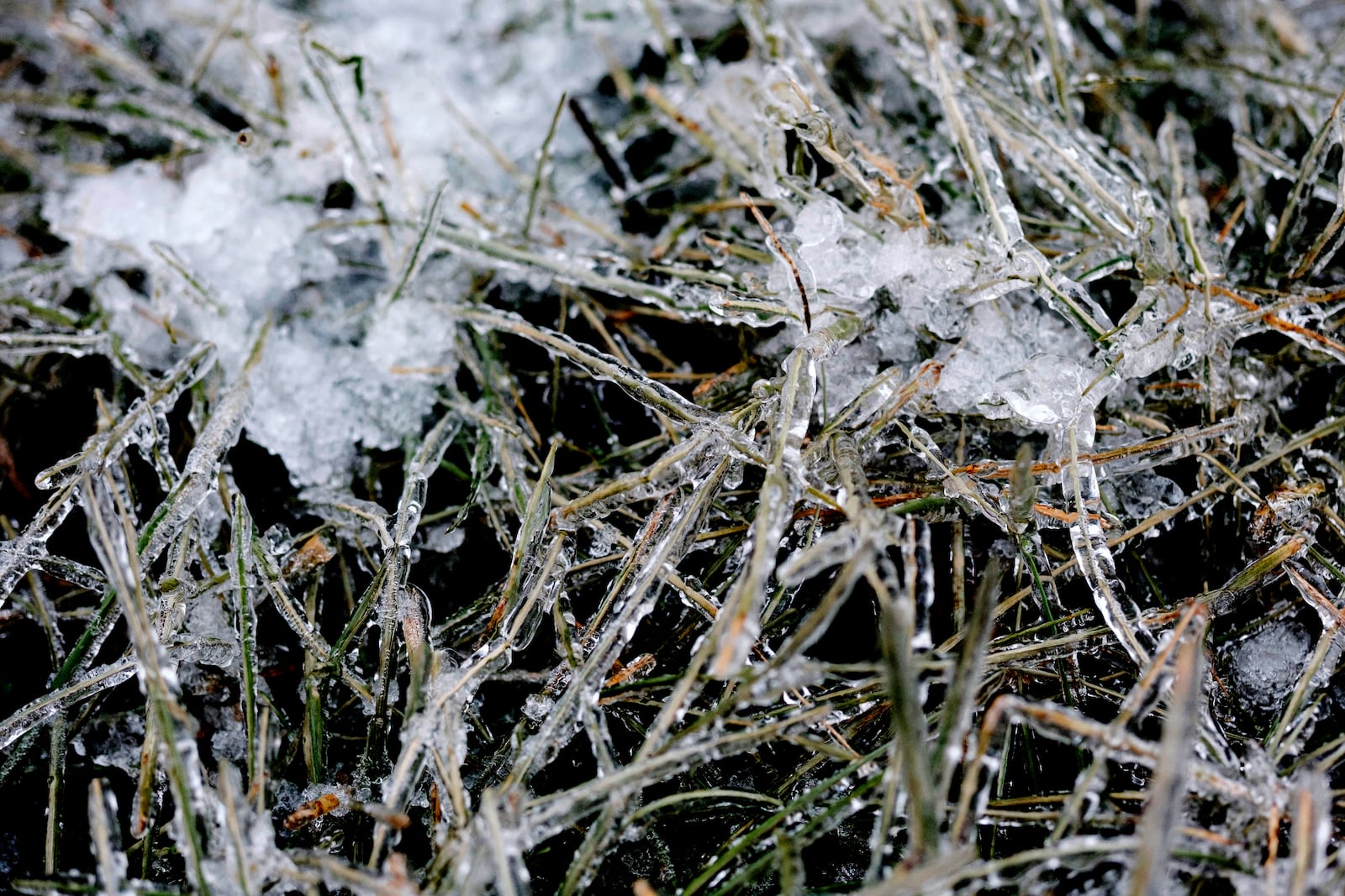 Ice coats blades of grass in North Liberty, Iowa on Saturday, Dec. 14, 2024. (Nick Rohlman/The Gazette via AP)