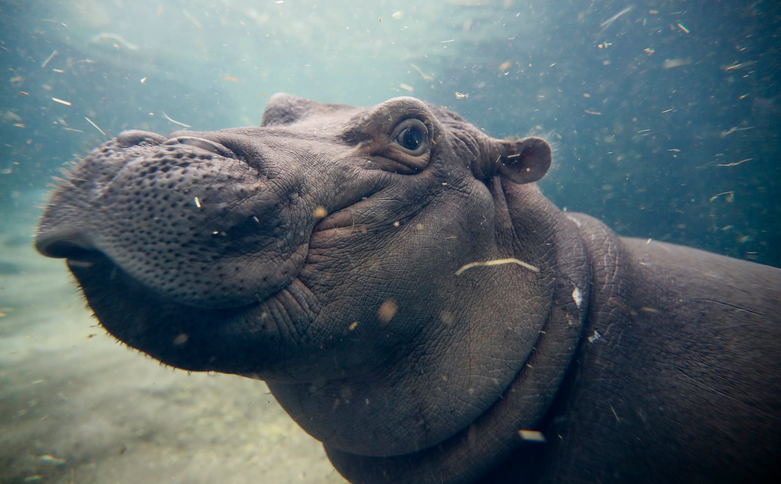 Fiona, a Nile hippopotamus plays in her enclosure at the Cincinnati Zoo & Botanical Garden, in Cincinnati in this Nov. 2, 2017, photo. (AP Photo/John Minchillo, File)