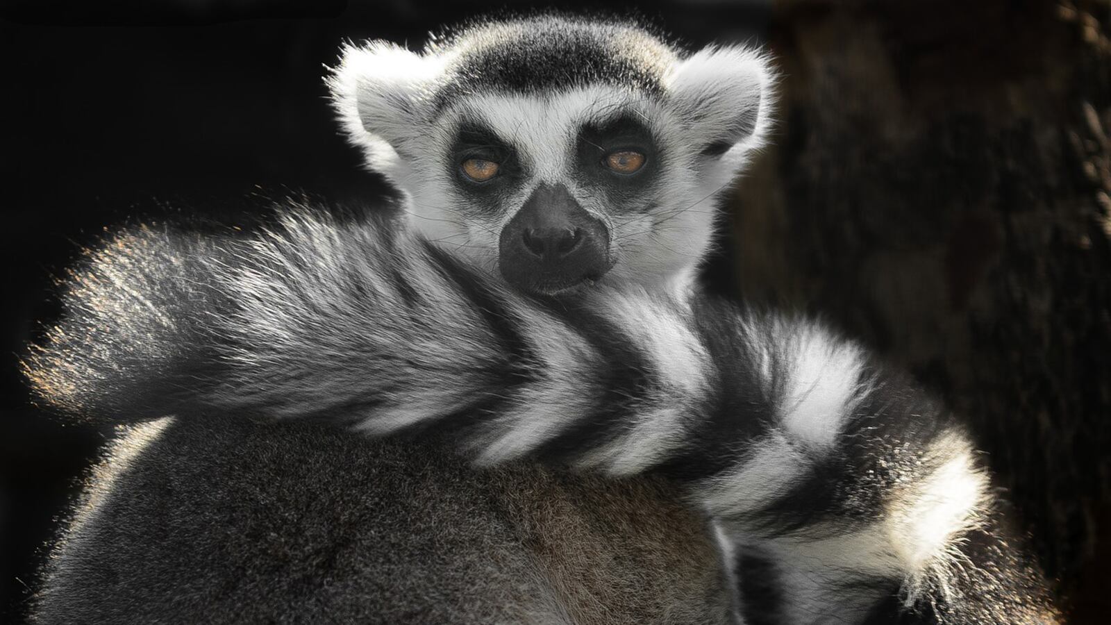 A lemur, similar to one stolen from the Santa Ana Zoo, is pictured here. The animal stolen from the zoo last summer was returned the next day, but the man accused of the theft just agreed to plead guilty to federal charges in the case.