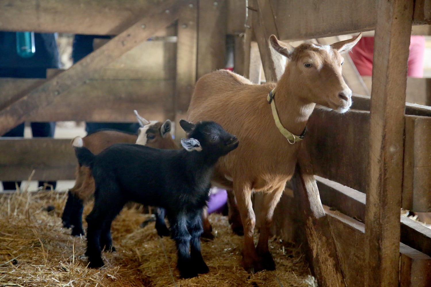 PHOTOS: AWWW! Sleepy mini goats and adorable lambs among the Aullwood Farm babies