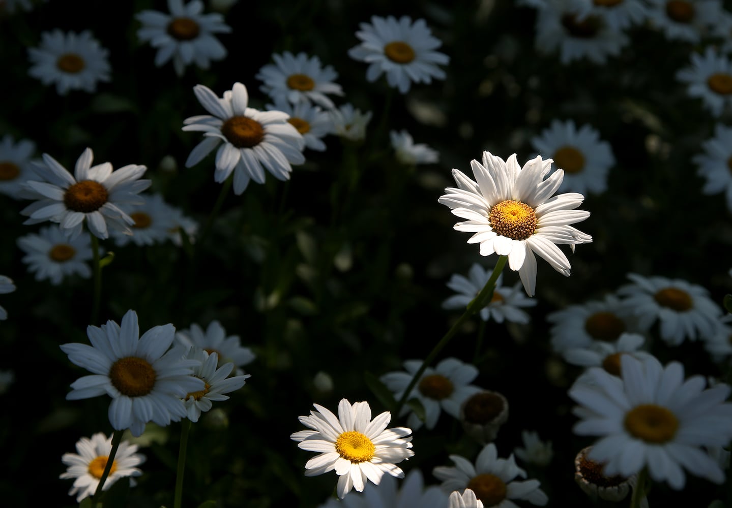 PHOTOS: Take a stroll through the glorious Grotto Gardens