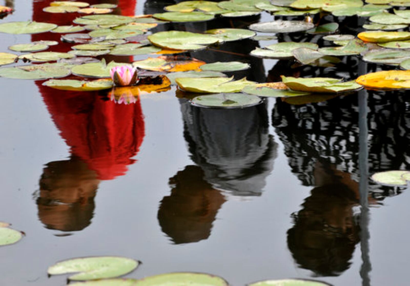 Fish and Shrimp Festival goers are reflected in a pond full of water lillies Sunday as they watch the fish under the water at Freshwater Farms of Ohio.