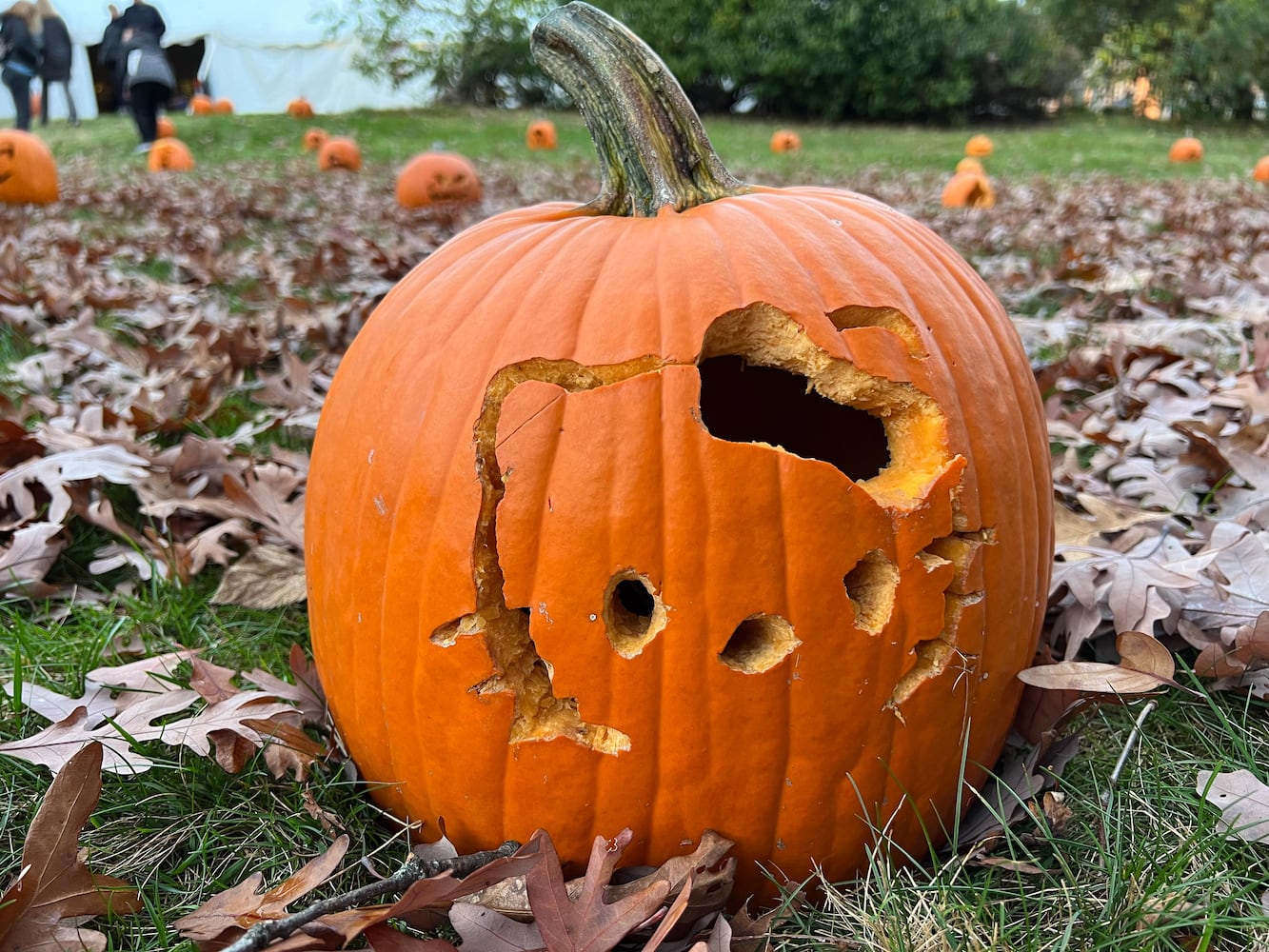 PHOTOS: The Stoddard Avenue Pumpkin Glow Night 1