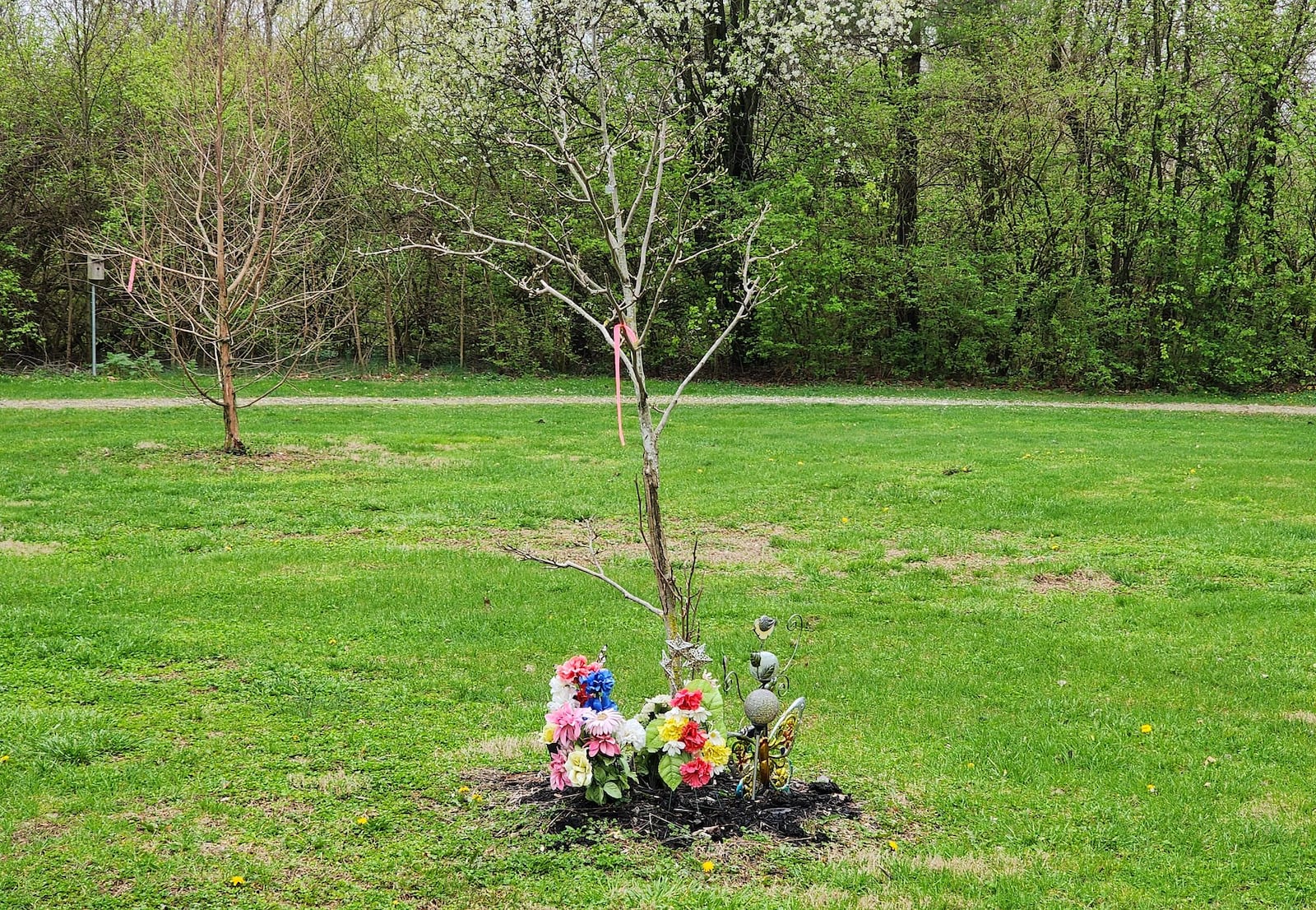 Butterfly magnolia tree planted for Katelyn Markham in Creekside Park in Fairfield. NICK GRAHAM/STAFF