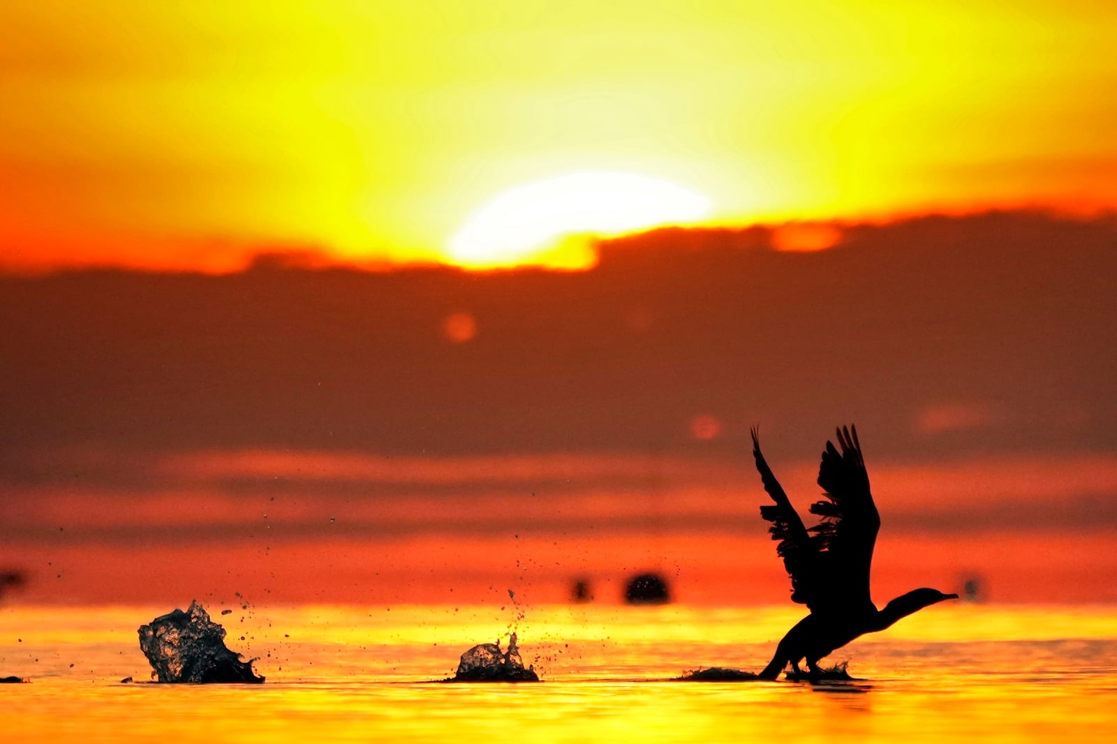 FILE - A cormorant gets a running start to take off from the calm waters of Northeast Harbor, Maine, at sunrise on Oct. 21, 2024. (AP Photo/Robert F. Bukaty, File)