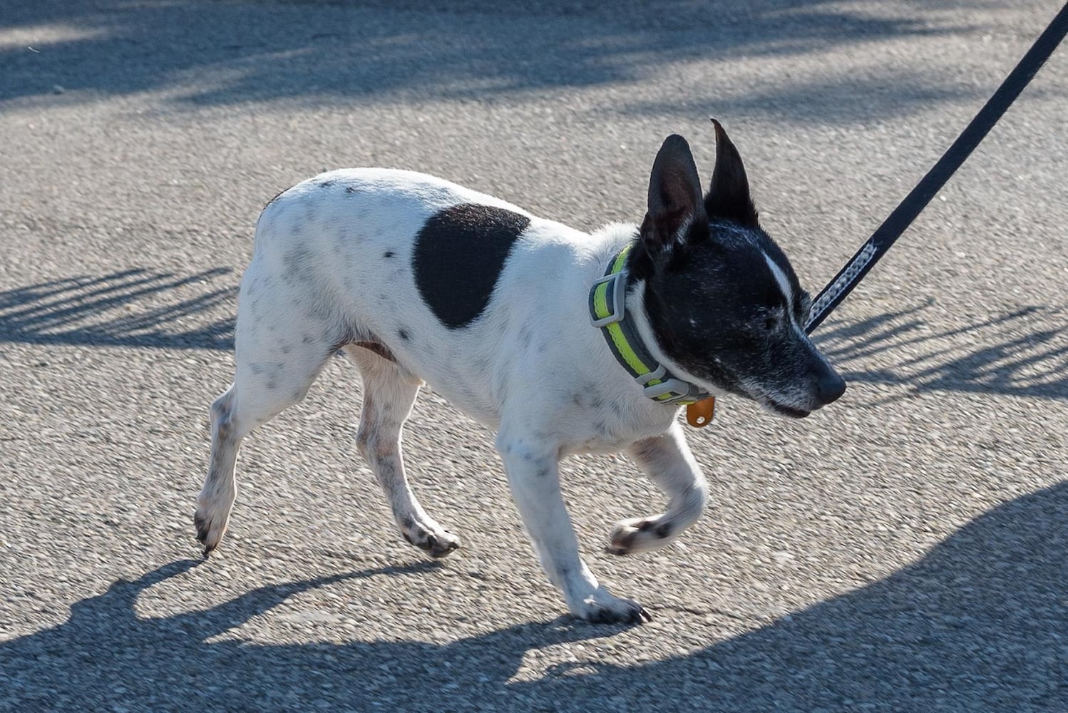 PHOTOS: Did we spot you and your doggie at SICSA’s Lift Your Leg fun run/walk?