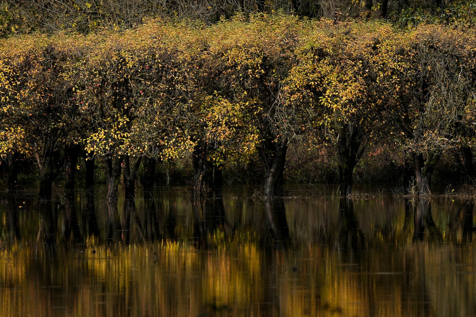 An apple orchard remains flooded following heavy storms in Windsor, Calif., Saturday, Nov. 23, 2024. (AP Photo/Godofredo A. Vásquez)