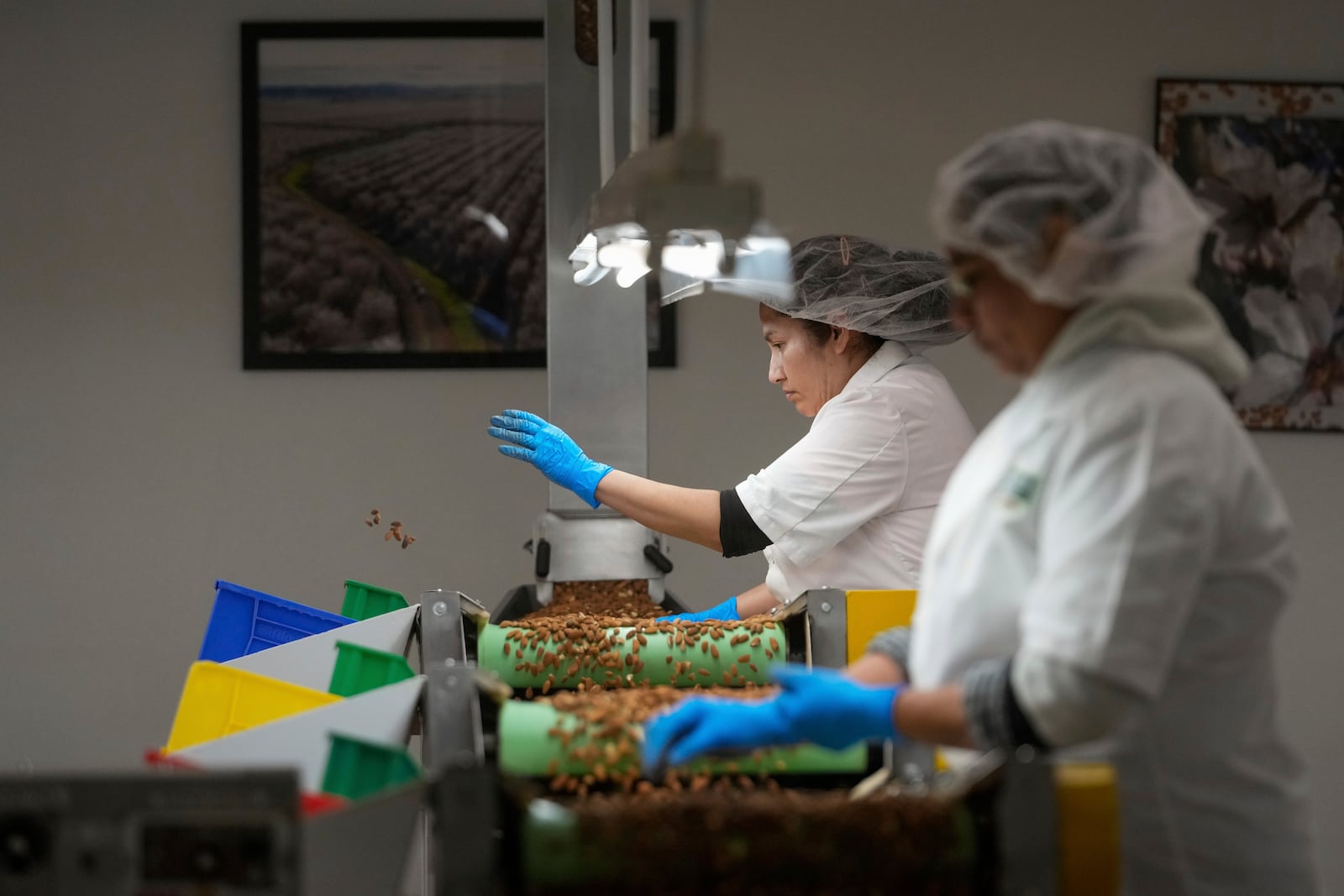 Angelita Delgado, second from right, tosses defective almonds while sorting by hand at Stewart and Jasper Orchards, Friday, March 7, 2025, in Newman, Calif. (AP Photo/Godofredo A. Vásquez)