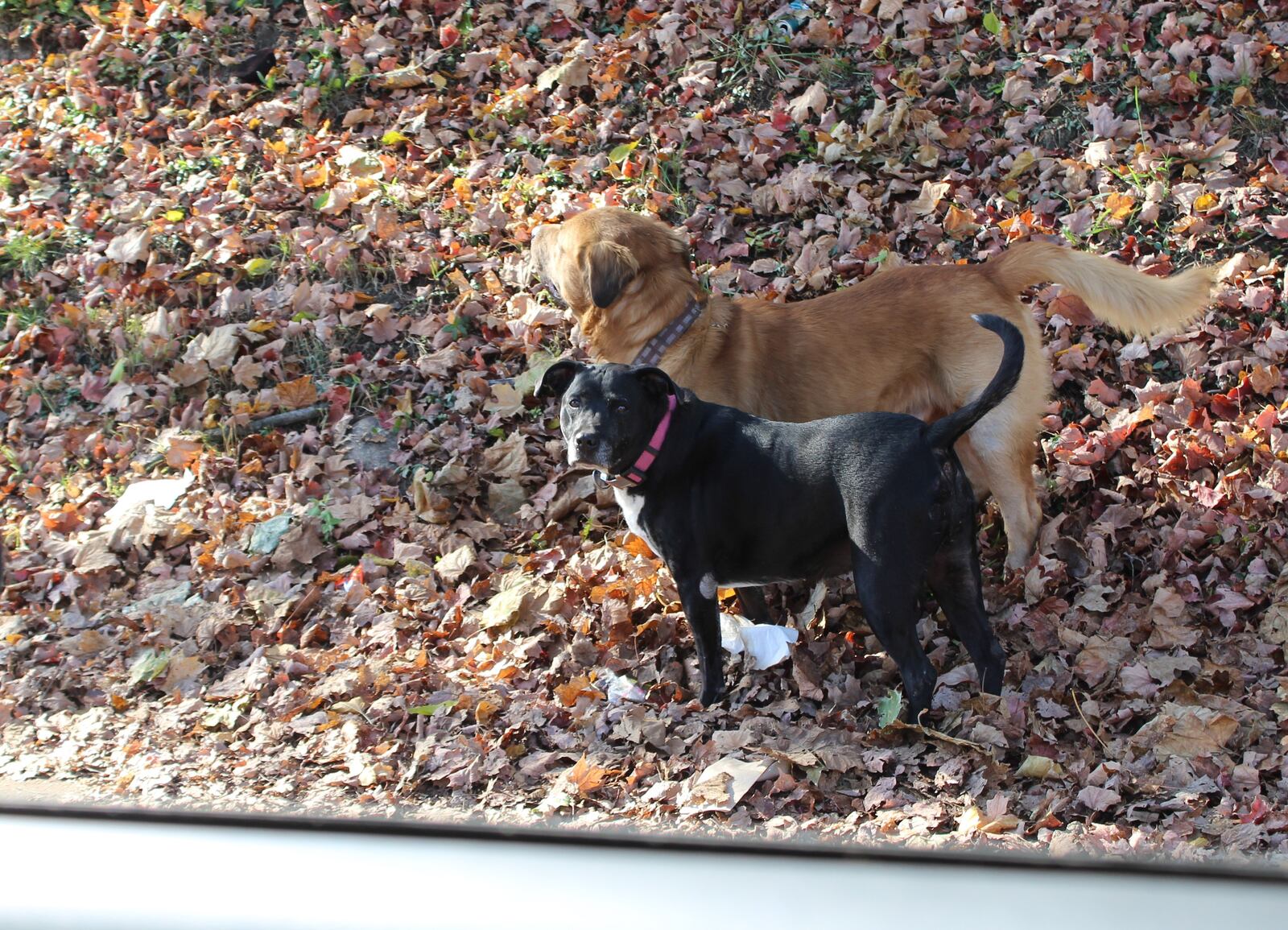 These two dogs were running loose in southeast Dayton last fall. The owner was identified and retrieved the dogs. CORNELIUS FROLIK / STAFF