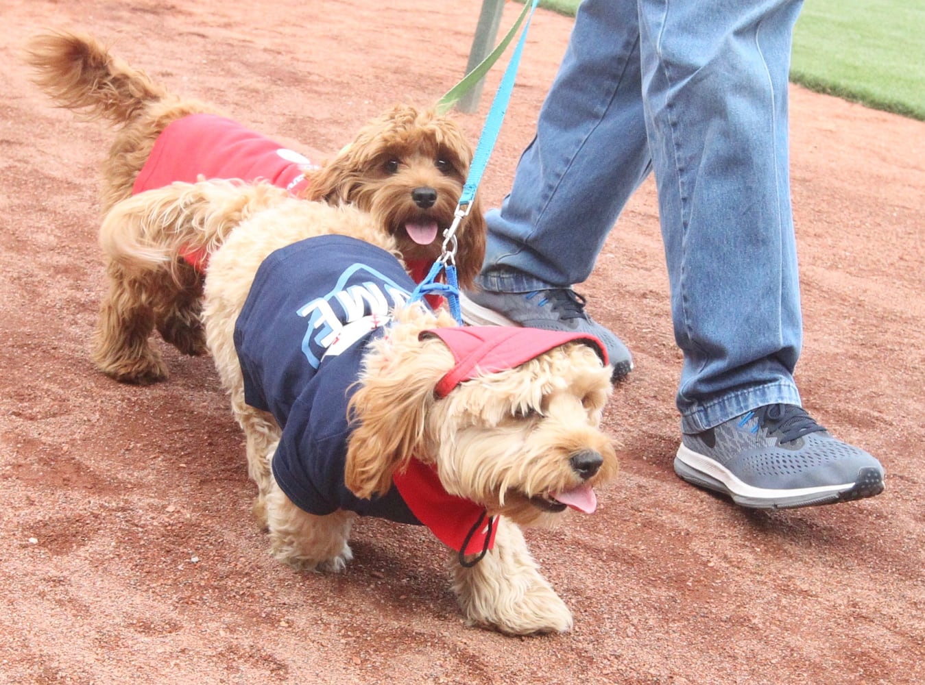 Photos: Bark in the Park Night at Great American Ball Park