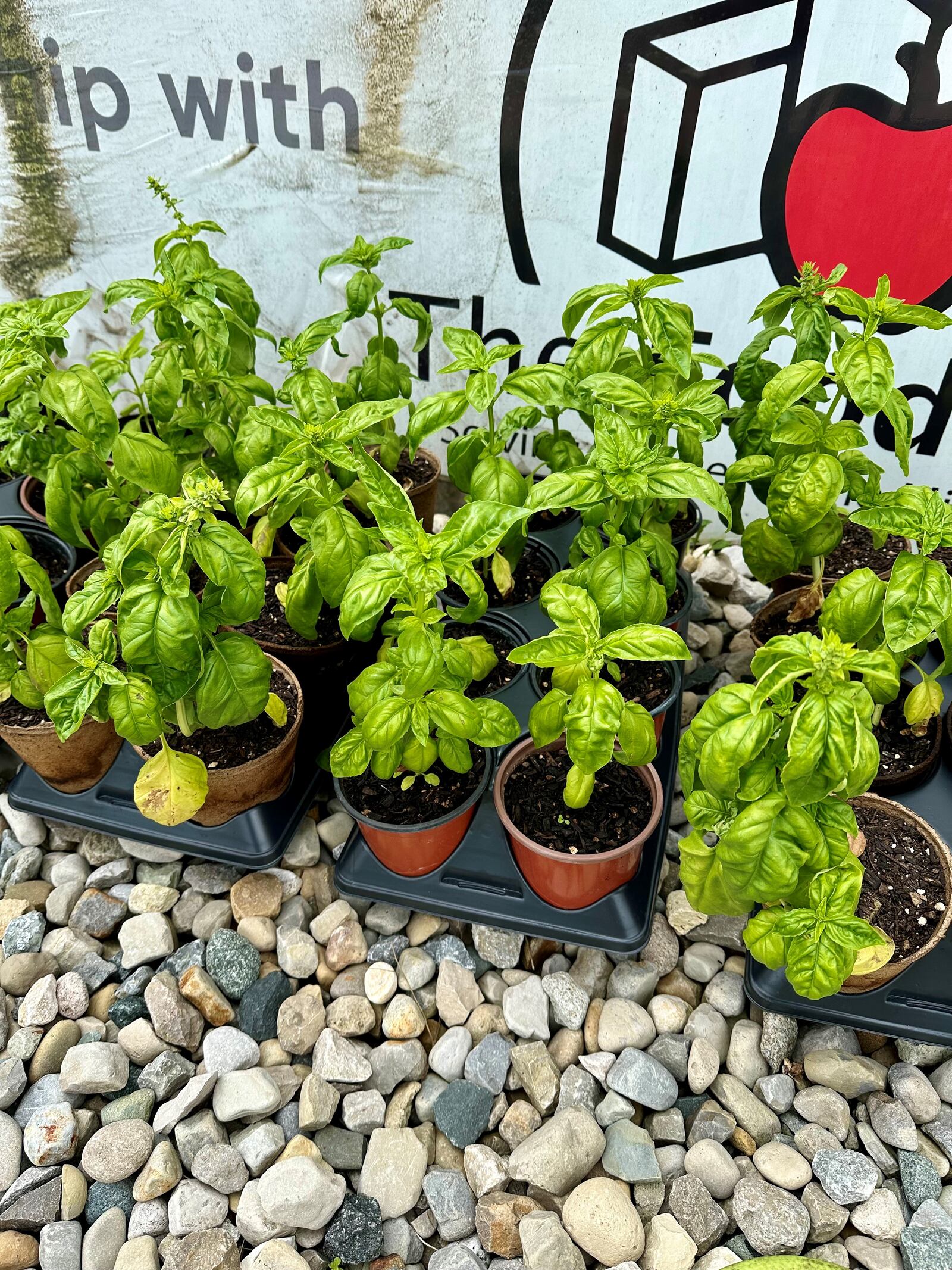 The basil in these containers at the The Foodbank grow under the careful care of the facility's garden team. ROBIN McMACKEN/STAFF