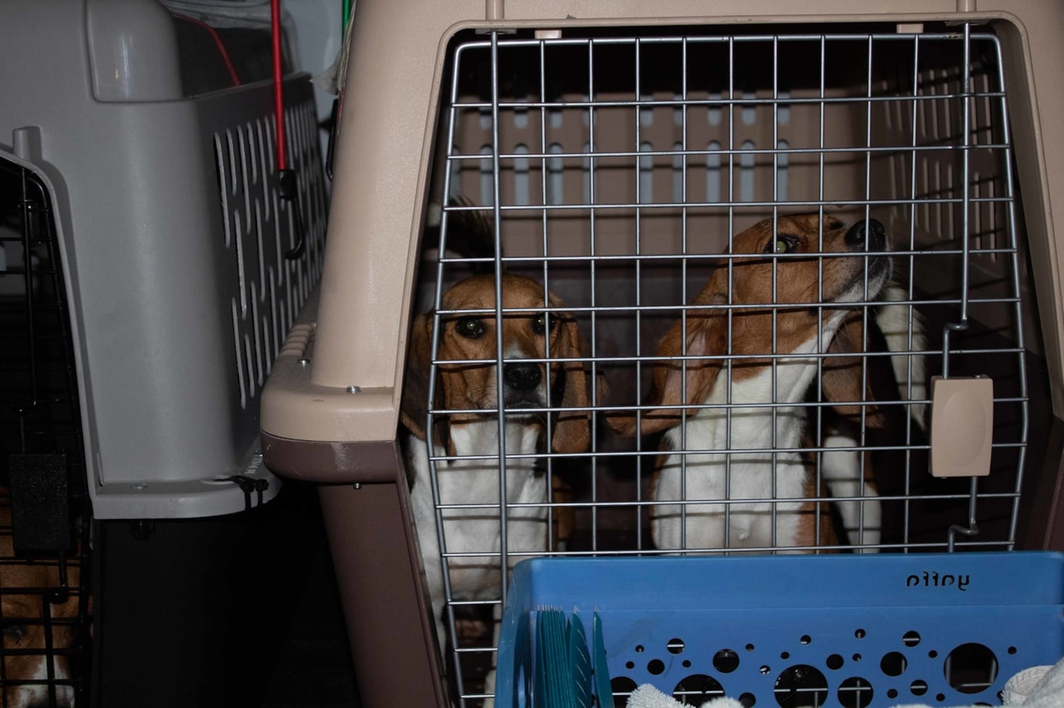 Beagles rescued