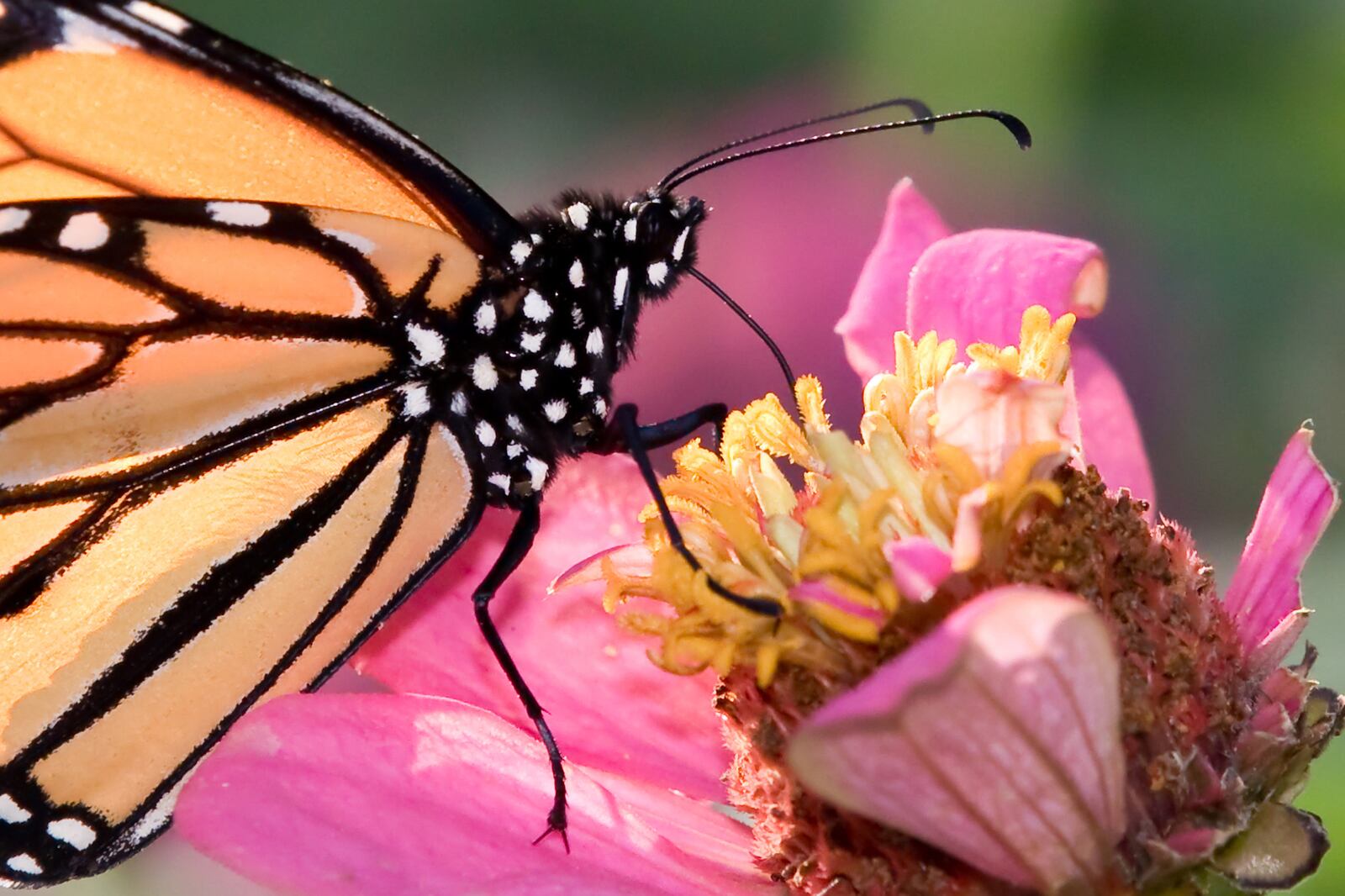 A monarch butterfly is seen on a flower in Oregon District September 14, 2021. ADAM ALONZO/CONTRIBUTED