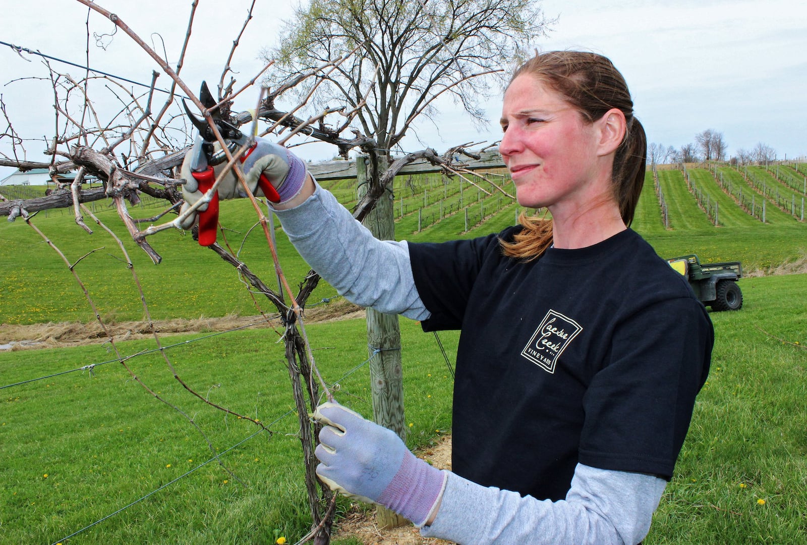 Patricia Chalfant tends to grape vines at Caesar Creek Vineyards in Xenia.