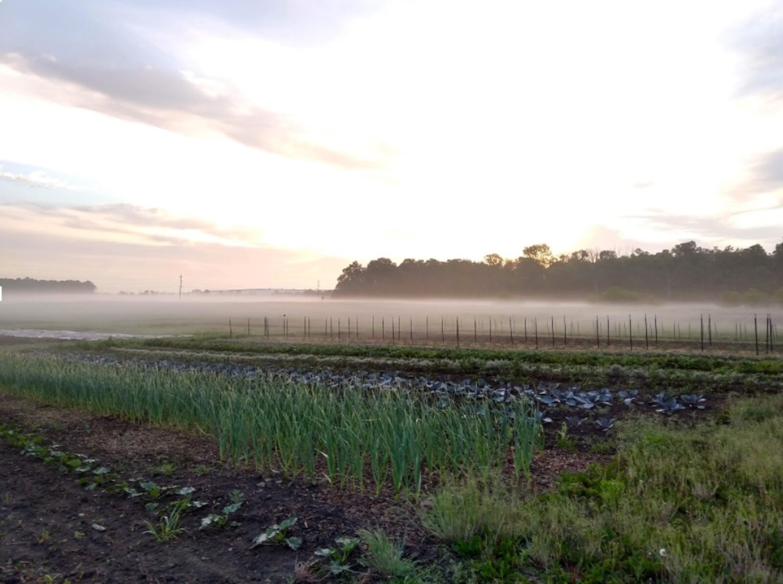 Foxhole Farm in the morning (CONBTRIBUTED)