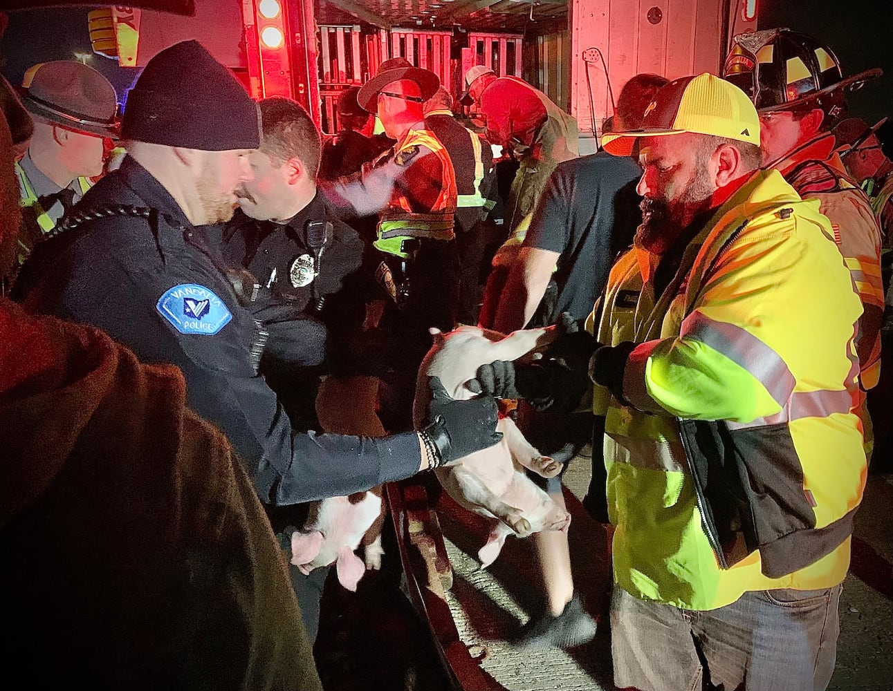 Semi hauling 1900 piglets overturns on I-75 to I-70 flyover