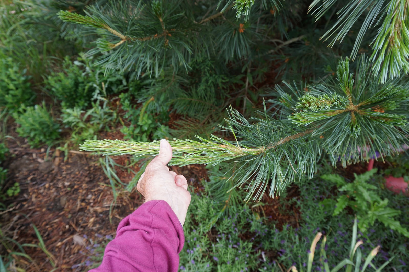 Remove up to around half of the candle to shorten the stems and have fuller branches.