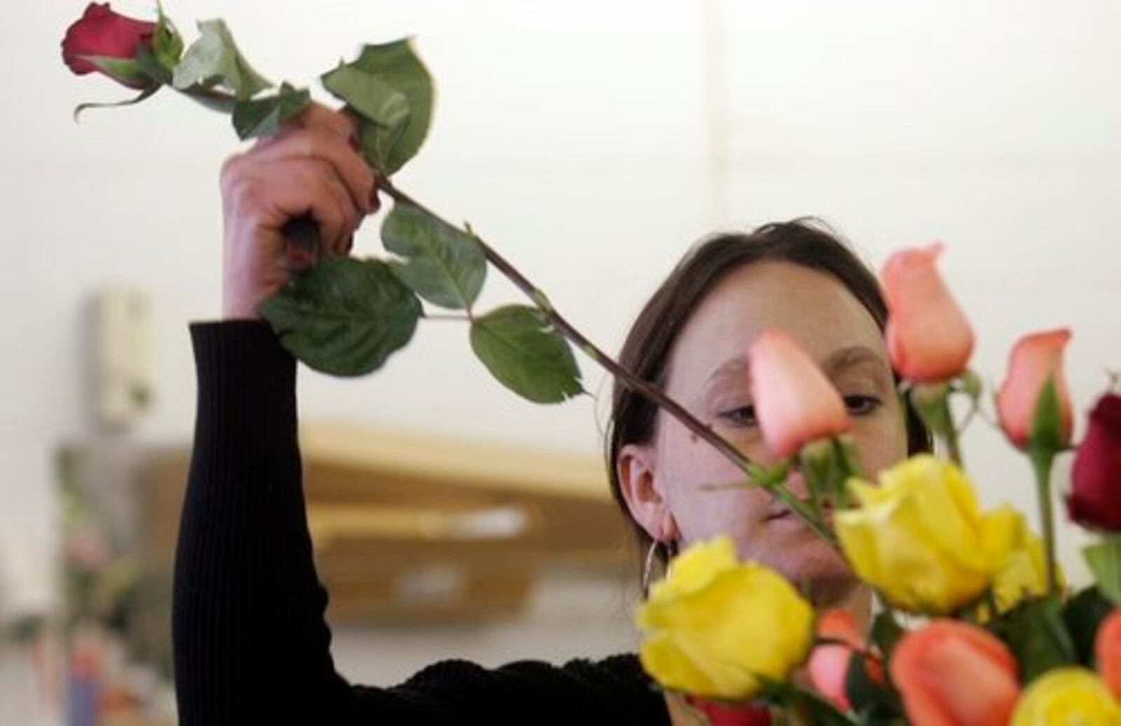 The staff at Oberer's Flowers, 1448 Troy St., Dayton, stay busy on Friday, Feb. 12, preparing and delivering Valentine's Day arrangements. The company is fulfilling about 1,000 orders a day leading up to the romantic day on Sunday, according to general manager Craig Casey. Casey said when all's done the Dayton location will have turned out some 7,500 arrangements for the holiday.