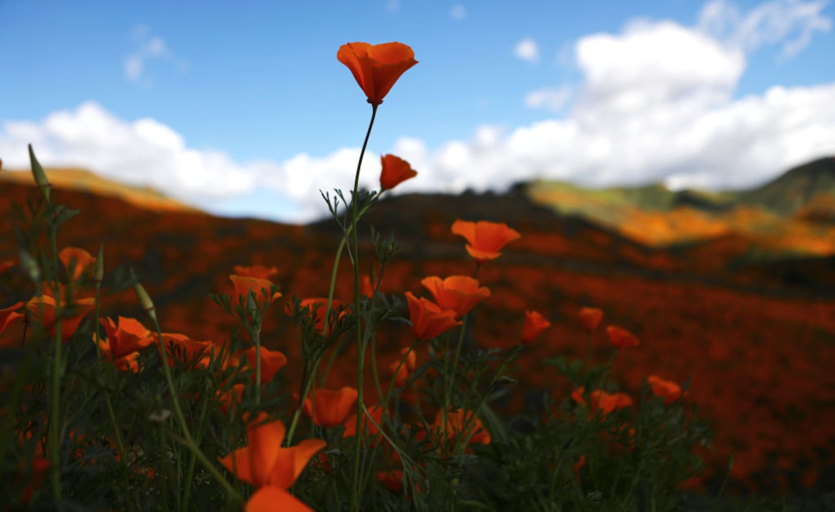 Photos: Spectacular wildflower super bloom in California