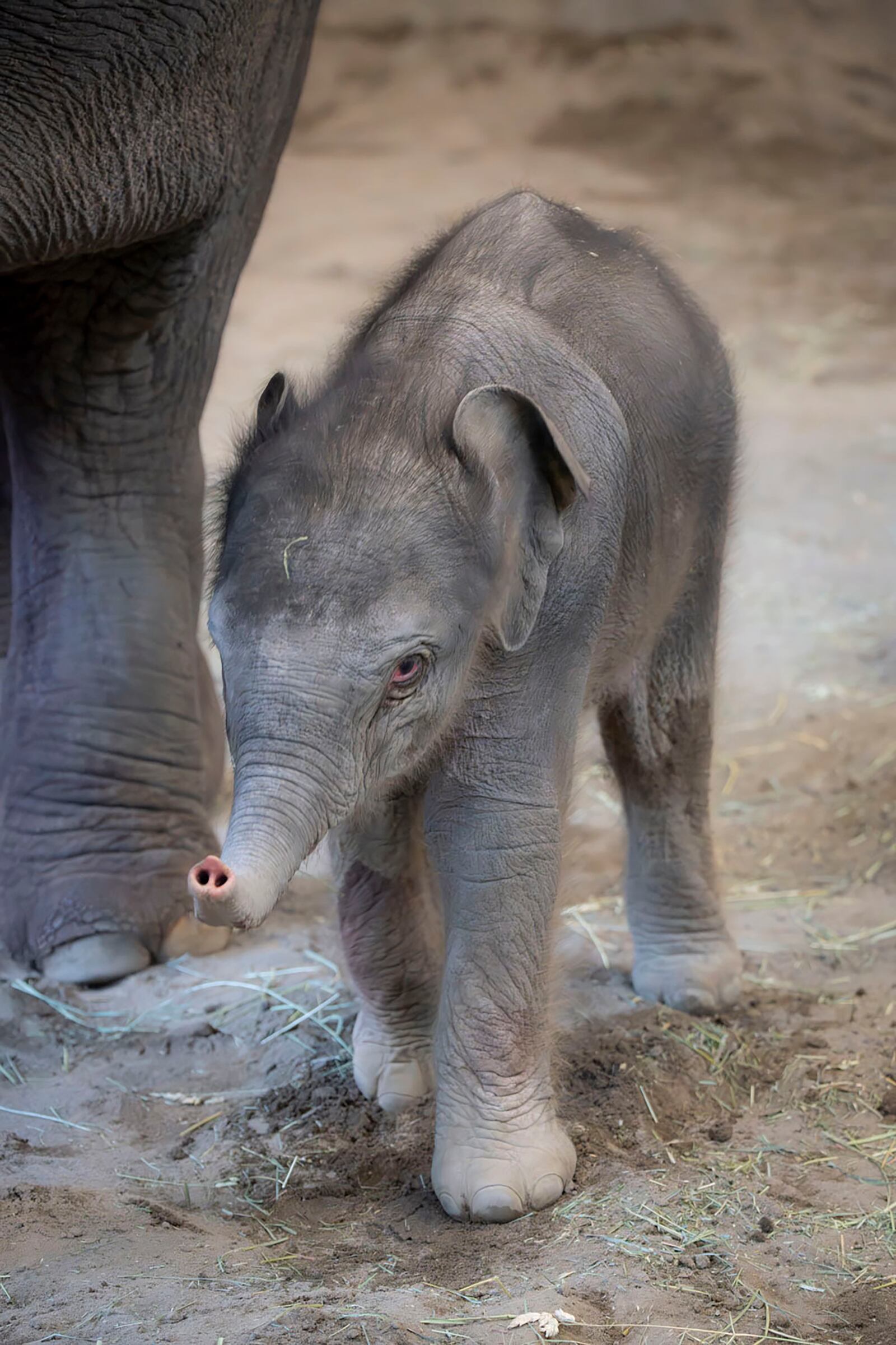 Thirty-year-old Asian elephant Rose-Tu is seen with her baby after giving birth at the Oregon Zoo in Portland, Ore. on Feb. 1, 2025. (Oregon Zoo via AP)