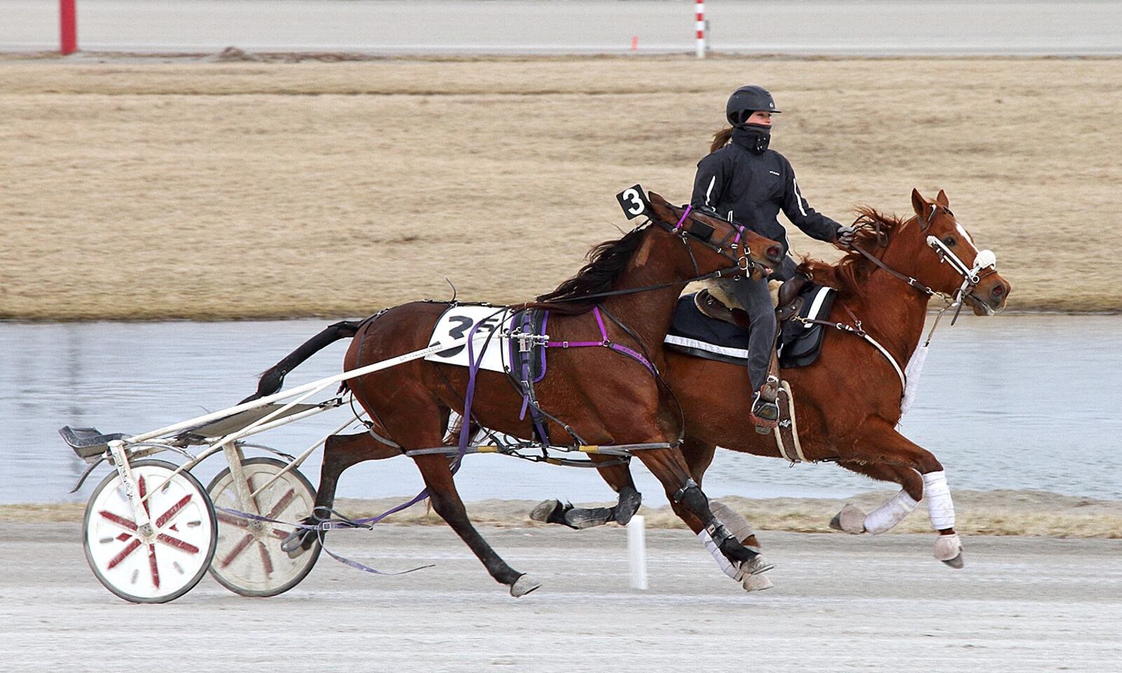 Outrider Ashley Holliday saves another harness horse and sulky – minus its driver – during a race. Photo courtesy of Conrad Photo