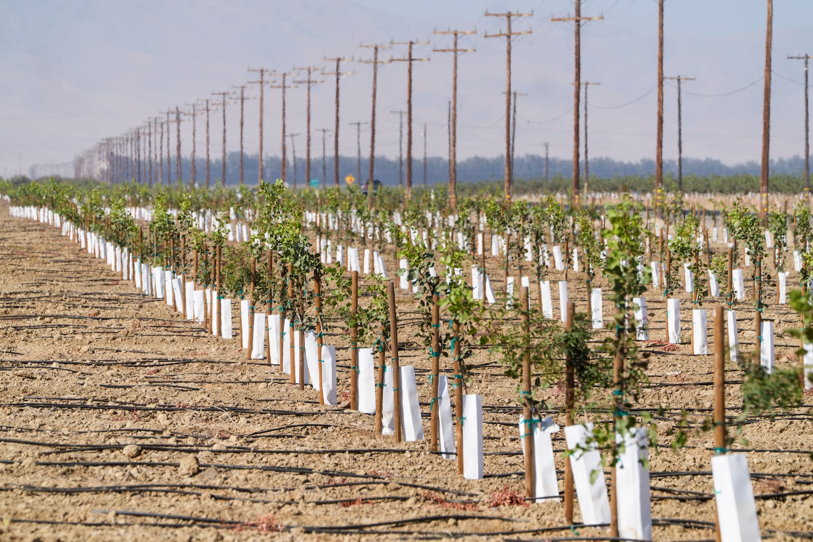 Rows of young pistachio trees are planted at the Wonderful Pistachios & Almonds in Lost Hills, Calif., on Friday, Oct. 25, 2024. (AP Photo/Damian Dovarganes)