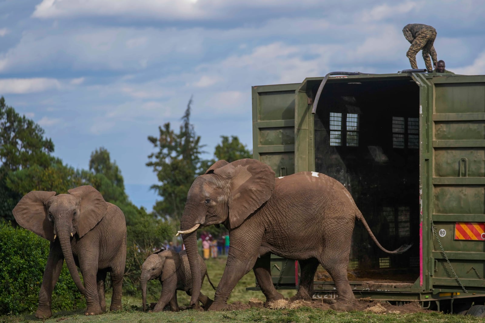 Kenya Wildlife Service rangers and capture team release five elephants at Aberdare National Park, located in central Kenya, Monday, Oct. 14, 2024. (AP Photo/Brian Inganga)