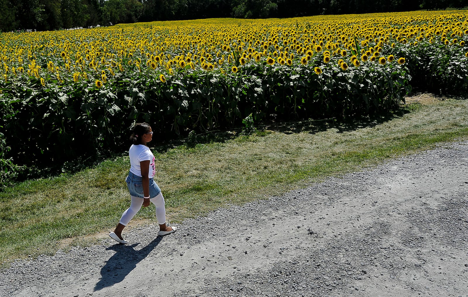 The Yellow Springs sunflower field along U.S. 68 is returning mid-September after a two-year hiatus due to the coronavirus pandemic and too much rain. Staff photo by Bill Lackey