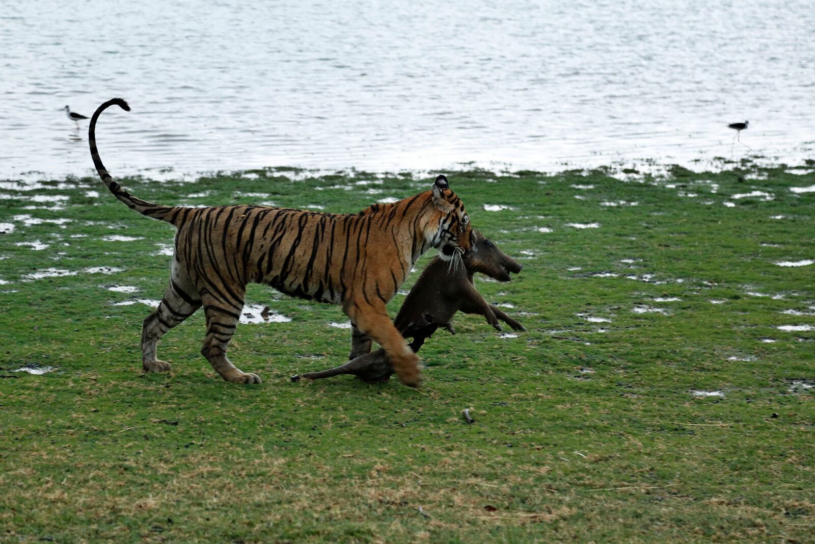 FILE - A Royal Bengal tiger drags a wild boar after killing it at the Ranthambhore national park in Sawai Madhopur, Rajasthan, India, on June 10, 2015. (AP Photo/Deepak Sharma, File)