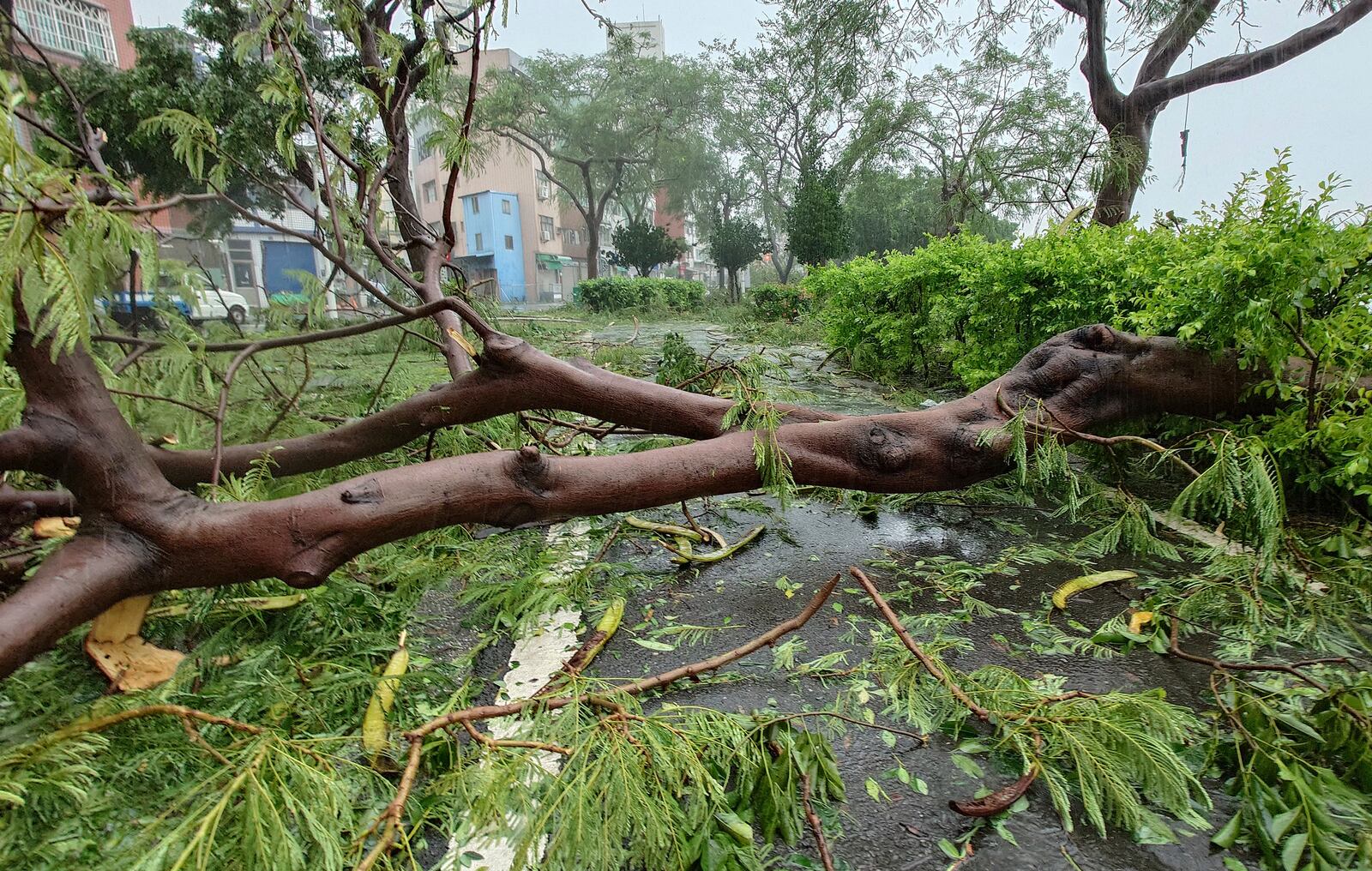 Trees are blown down the path of Love River Park as Typhoon Krathon makes landfall in Kaohsiung, southern Taiwan, Thursday, Oct. 3, 2024. (AP Photo/Chiang Ying-ying)