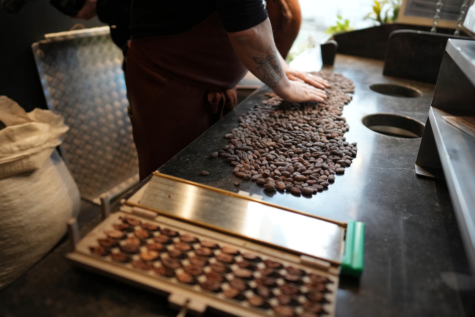 Artisan chocolatier Dominique Persoone sorts through cocoa beans in his workshop at The Chocolate Line in Bruges, Belgium, Thursday, Feb. 6, 2025. (AP Photo/Virginia Mayo)