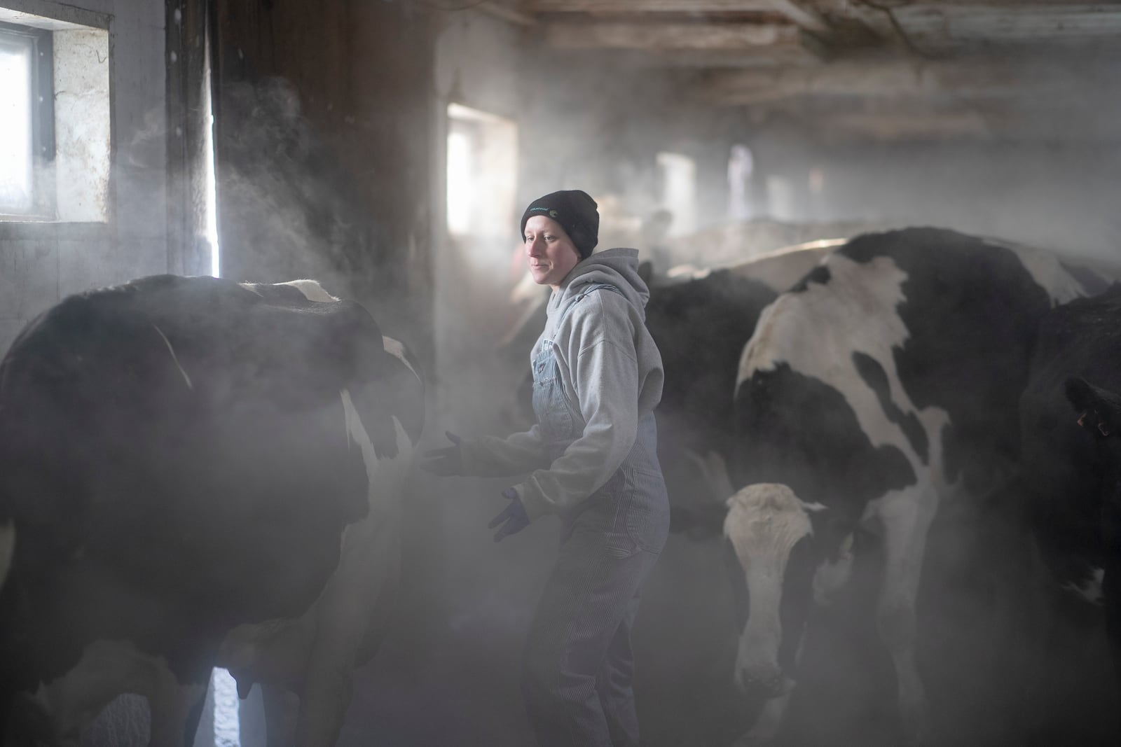 Emily Pieper leads cows to the milking parlor at Metogga Lake Dairy on a cold day early Jan. 30, 2019, in New Prague, Minn. (Jerry Holt/Star Tribune via AP)