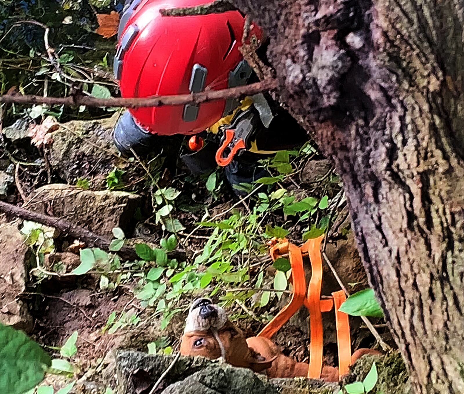 Several local fire departments assisted Trotwood Fire Department with the rescue of a dog that fell 15 feet down a cliff Thursday, Sept. 22, 2022, at Madison Lakes Park in the 500 block of Olive Road in Trotwood. MARSHALL GORBY\STAFF