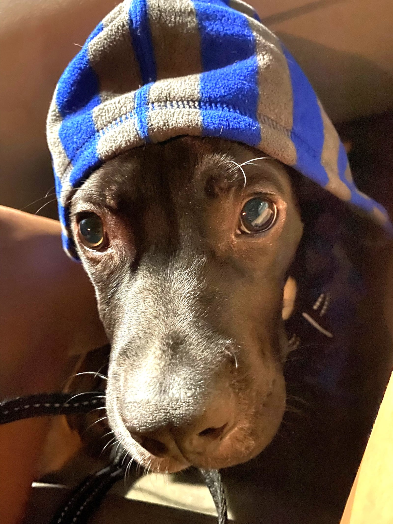 Kilo, the American Bully of UD basketball, player Eve Fiala, in one of the many hoodies he wears on campus. He is well known at UD. He lives with Fiala, attends classes with her and serves as her comfort dog and companion. CONTRIBUTED