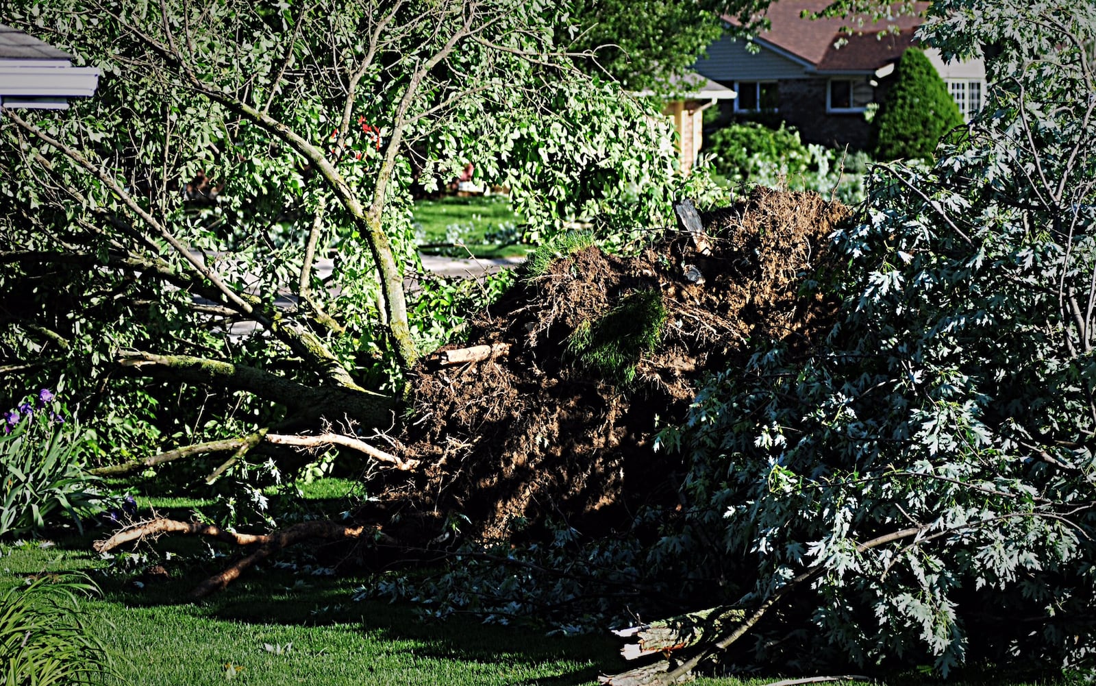 Several uprooted trees have been reported on Wildview Drive in Huber Heights after Sunday's severe storms. (Marshall Gorby/Staff)