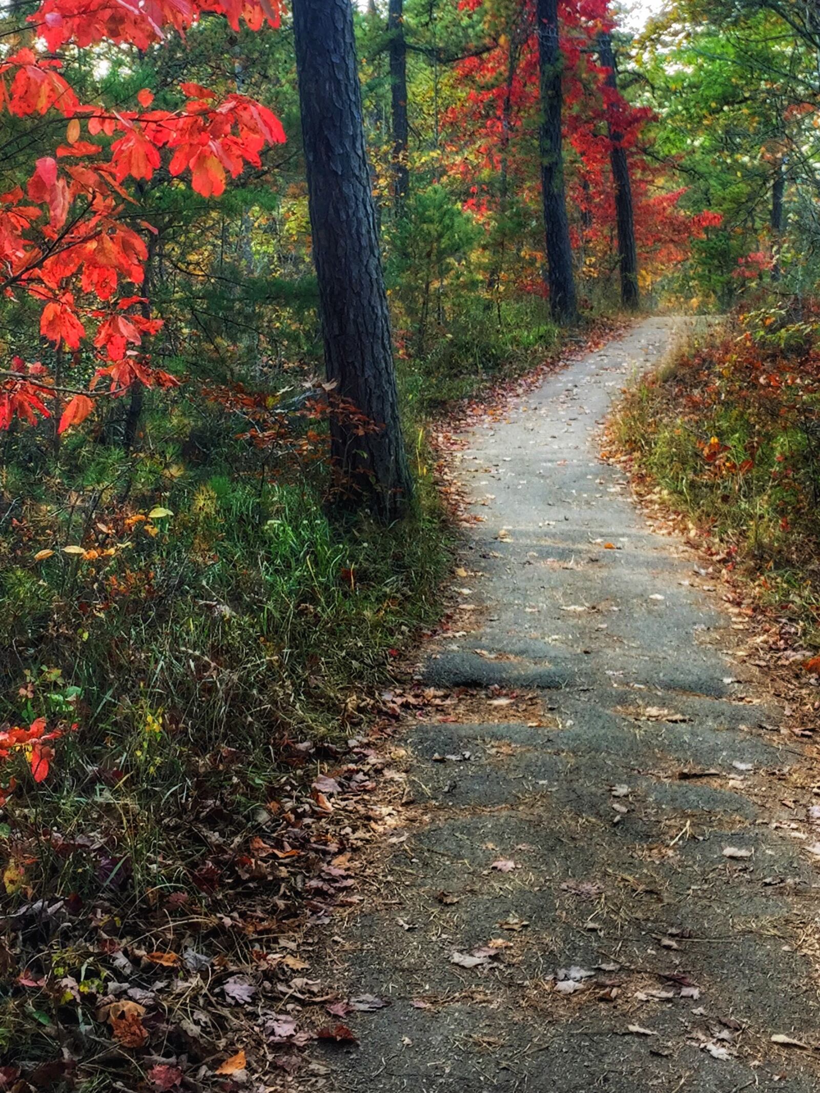 With so many trails to choose from, you'll never get bored in the Red River Gorge.