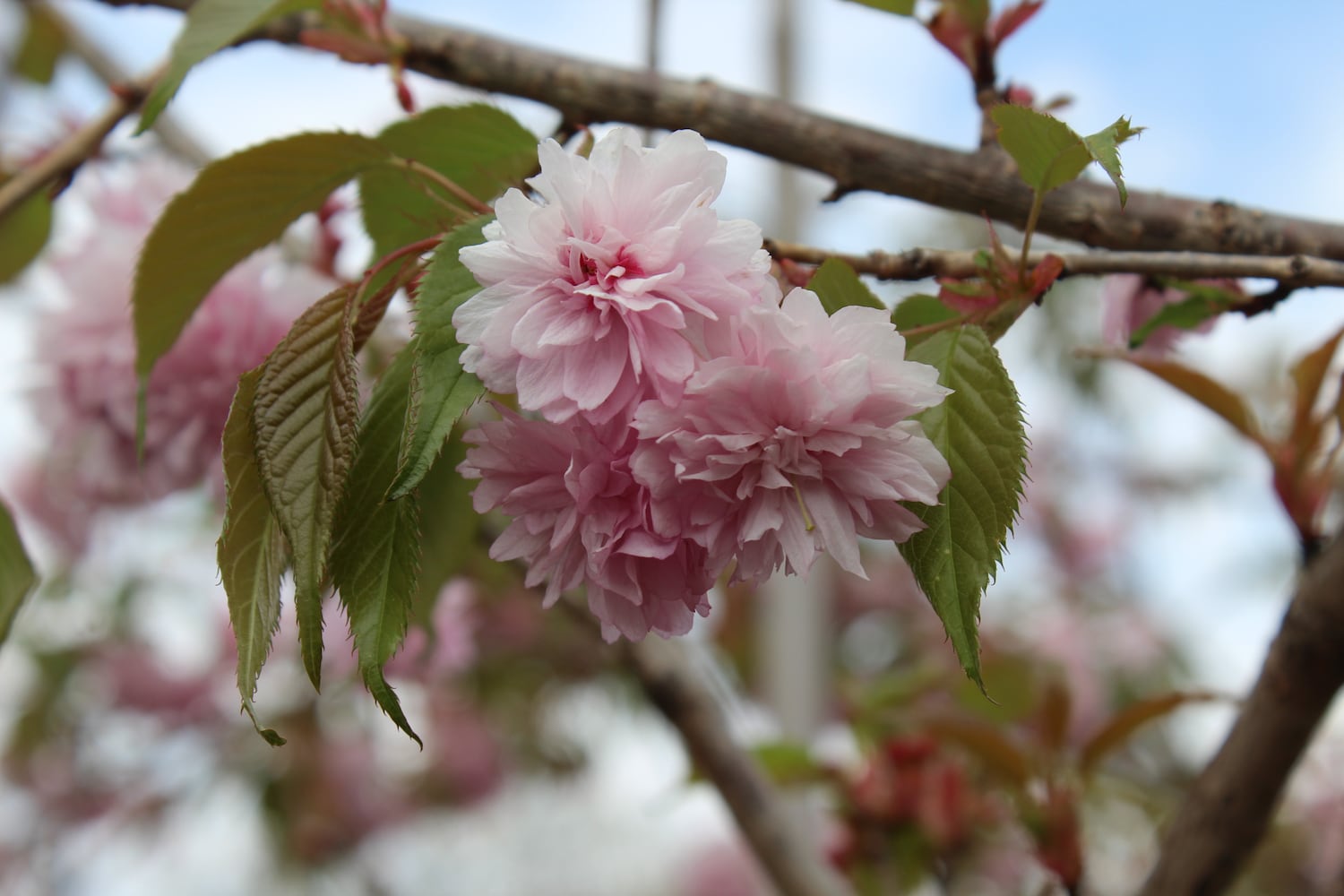 North Dayton Garden Center