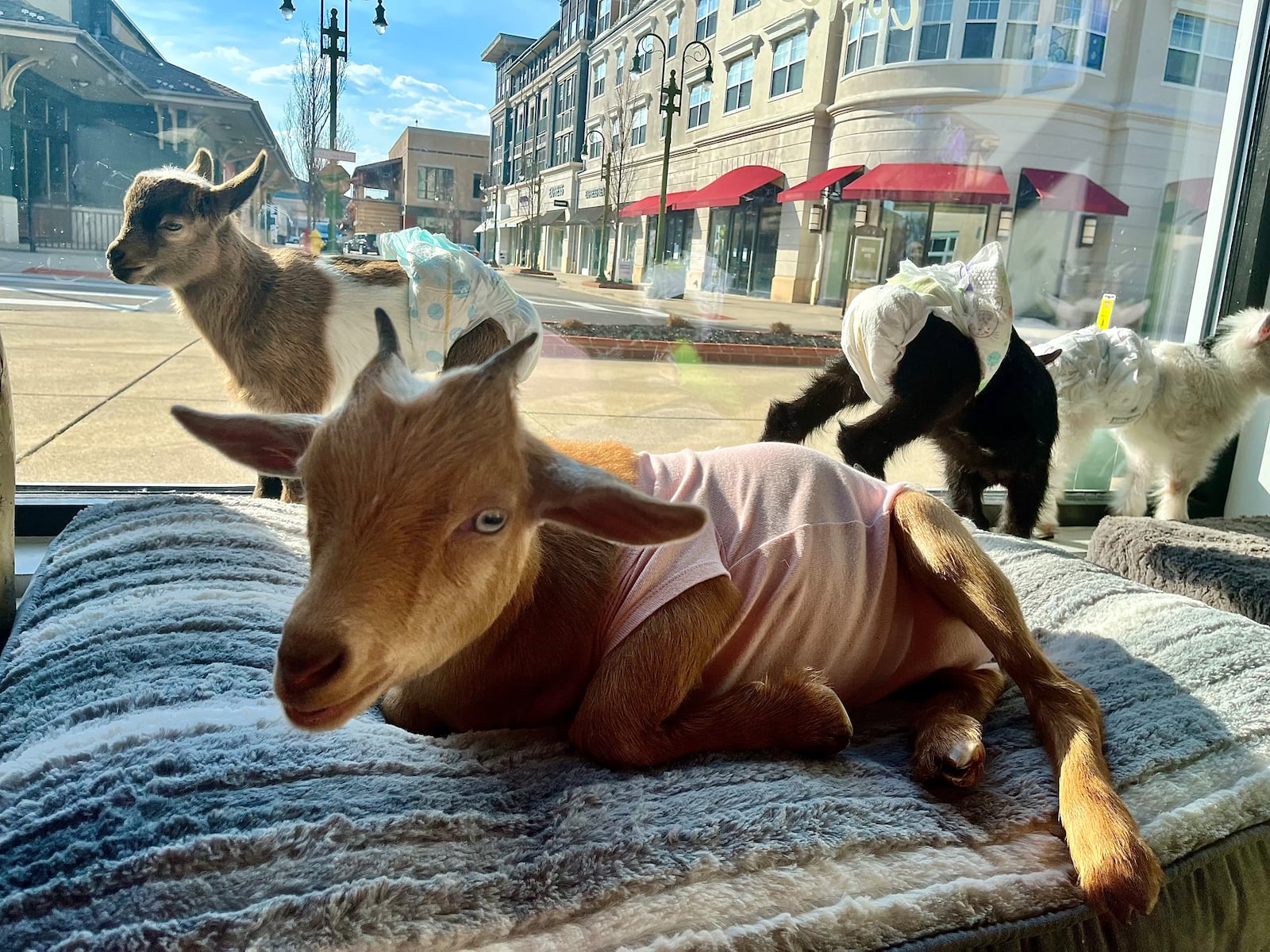 GoatCountry, located at The Greene in Beavercreek near Von Maur, offers goat cuddles, yoga and more. NATALIE JONES/STAFF