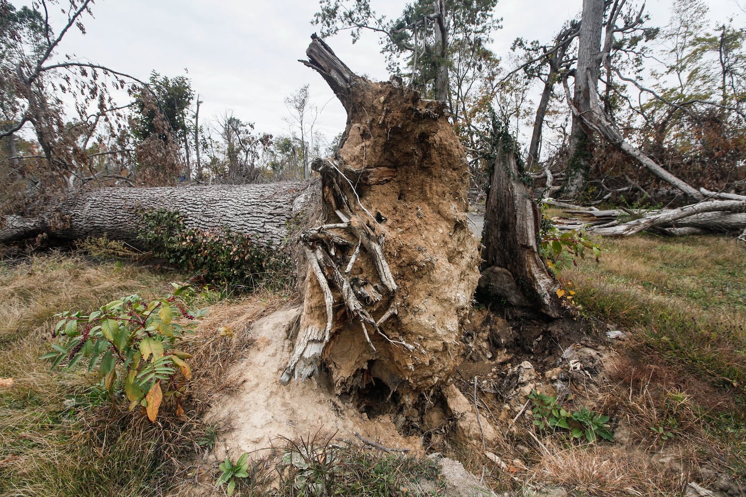 Businesses, parks face huge toll to recover from tornado damage