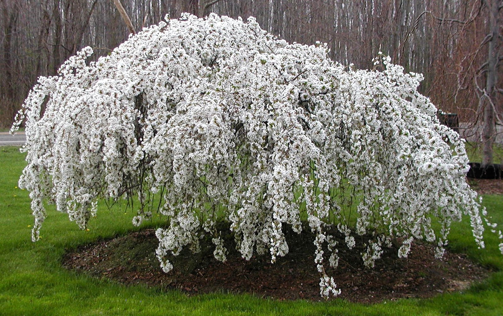 Snow Fountains flowering cherry. CONTRIBUTED