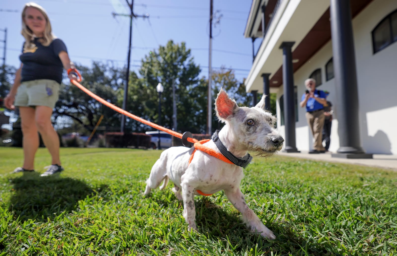 Michelle Cheramie, director of Zeus' Rescues, left, walks with Scrim at the Metairie Small Animal Hospital in Metairie, La., on Thursday, Oct. 24, 2024. (Brett Duke/The Times-Picayune/The New Orleans Advocate via AP)