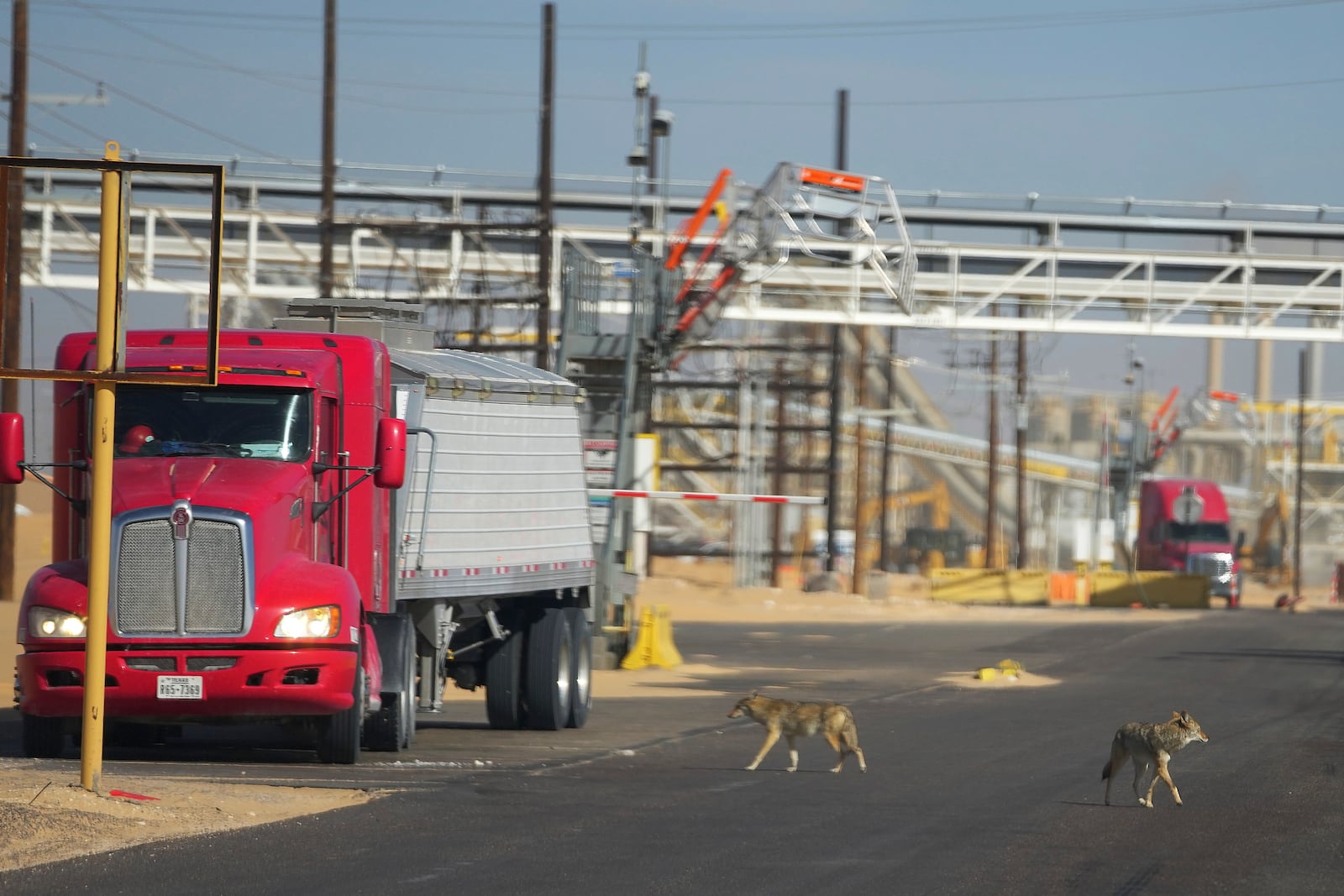 Coyotes walk on a road near the beginning of a 42-mile conveyor belt by Atlas Energy that carries sand needed for hydraulic fracturing Wednesday, Feb. 26, 2025, in Kermit, Texas. (AP Photo/Julio Cortez)