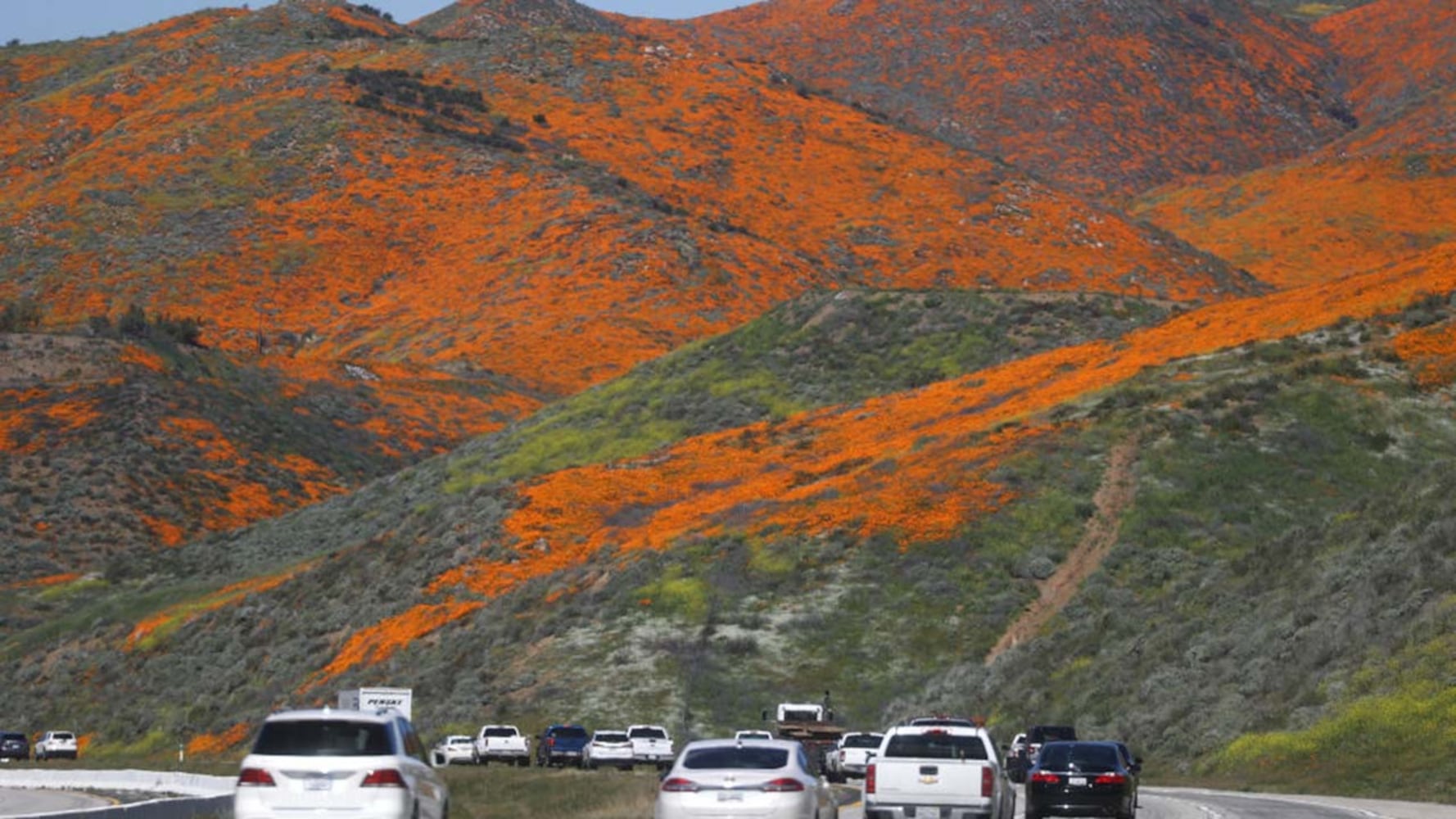 Photos: Spectacular wildflower super bloom in California