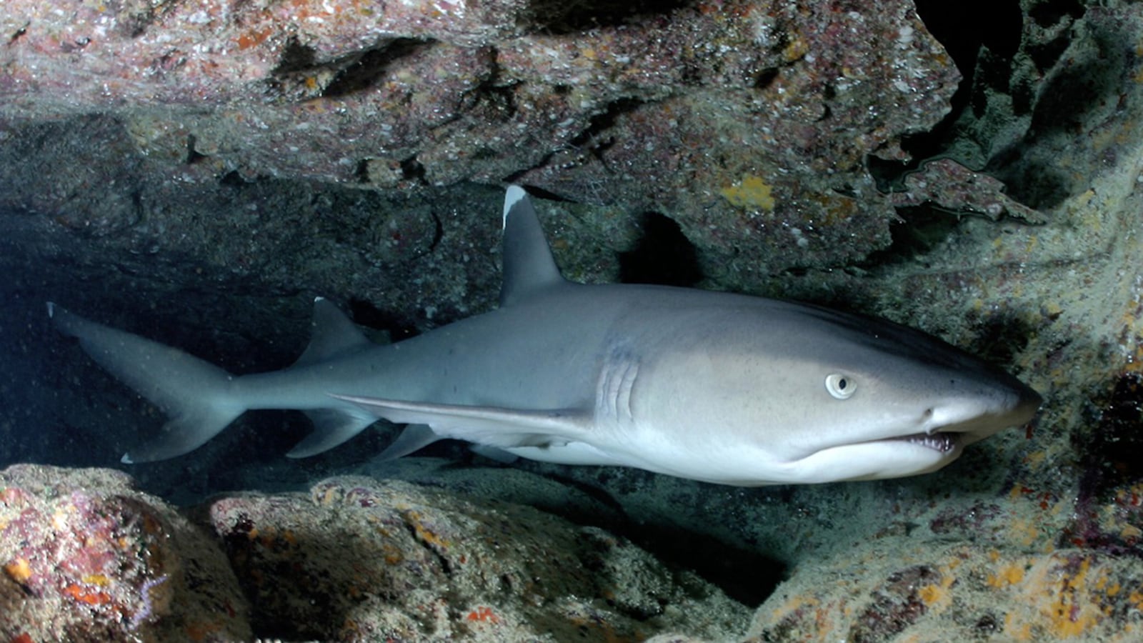 A photo of a reef shark. A tourist in Hawaii was bitten by a reef shark Tuesday morning while kayaking  off the island of Hawaii.