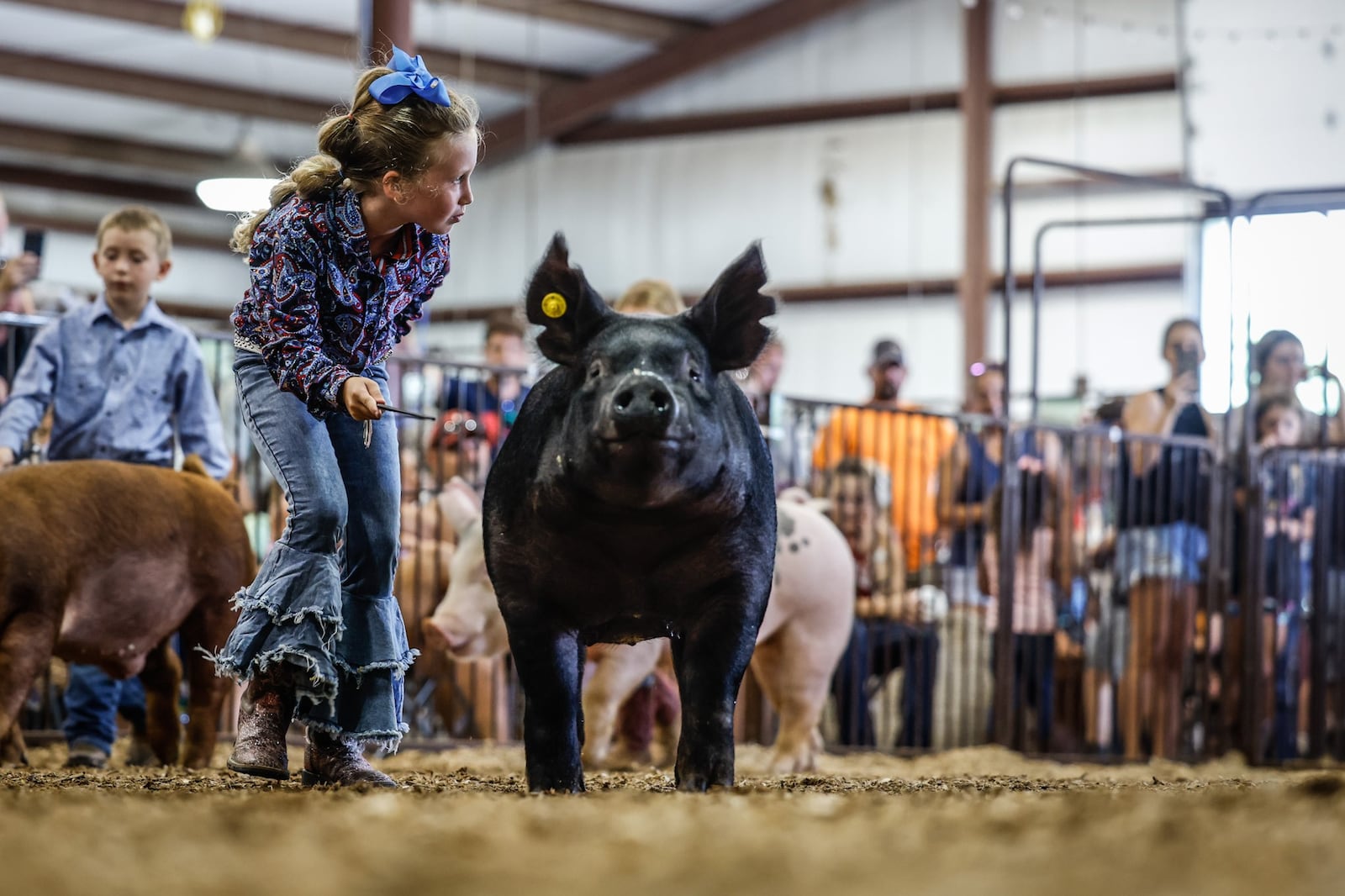 Audrey Guess, 7, from Jamestown, along with her hog, Dixie, won first in class at the Pee Wee Showmanship competition at the Greene County Fair Wednesday August 3, 2022. JIM NOELKER/STAFF