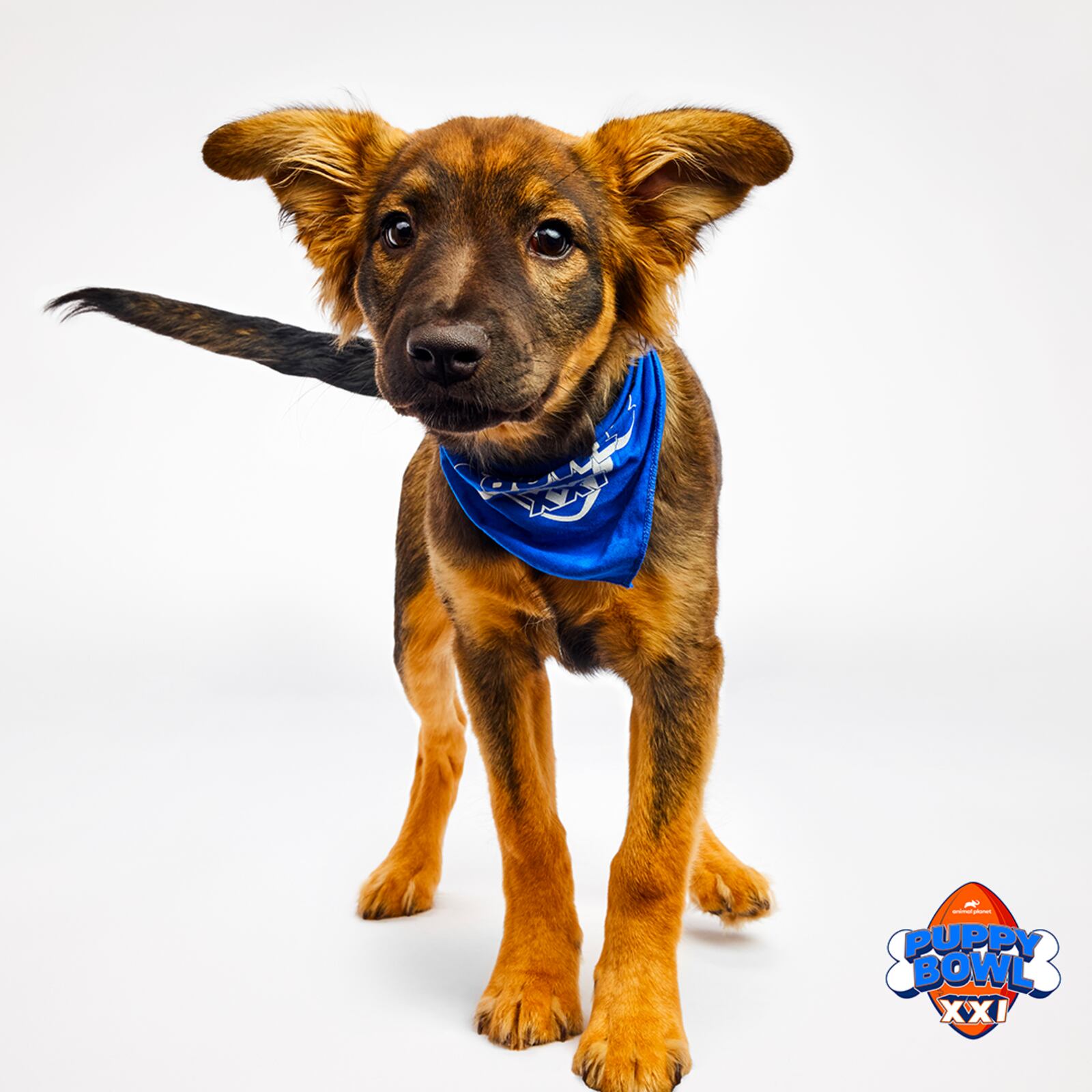 The Humane Society of Greater Dayton announced that three of its former puppies will take part in the annual event, pitting Team Fluff against Team Ruff at 2 p.m. Sunday ahead of the Super Bowl. PROVIDED